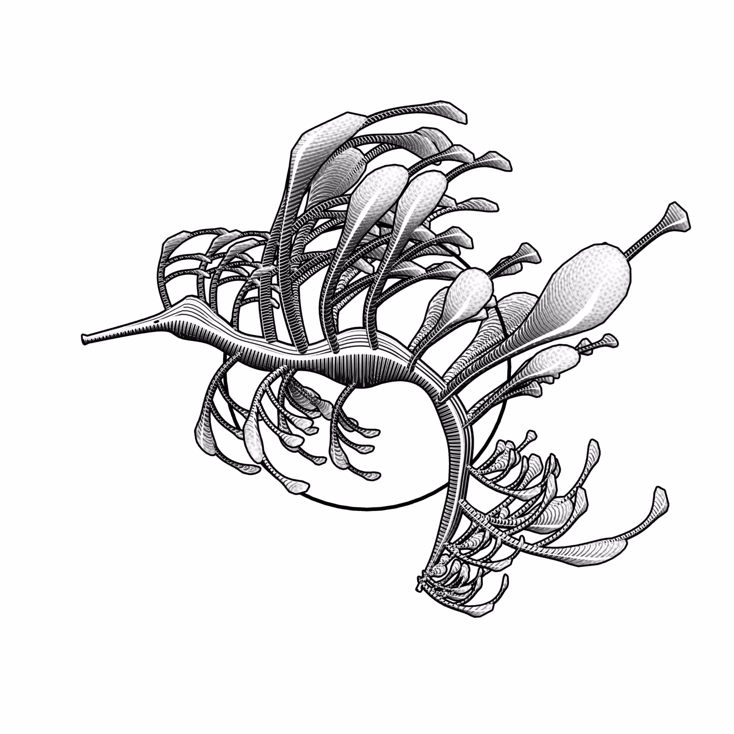 Seadragons #857