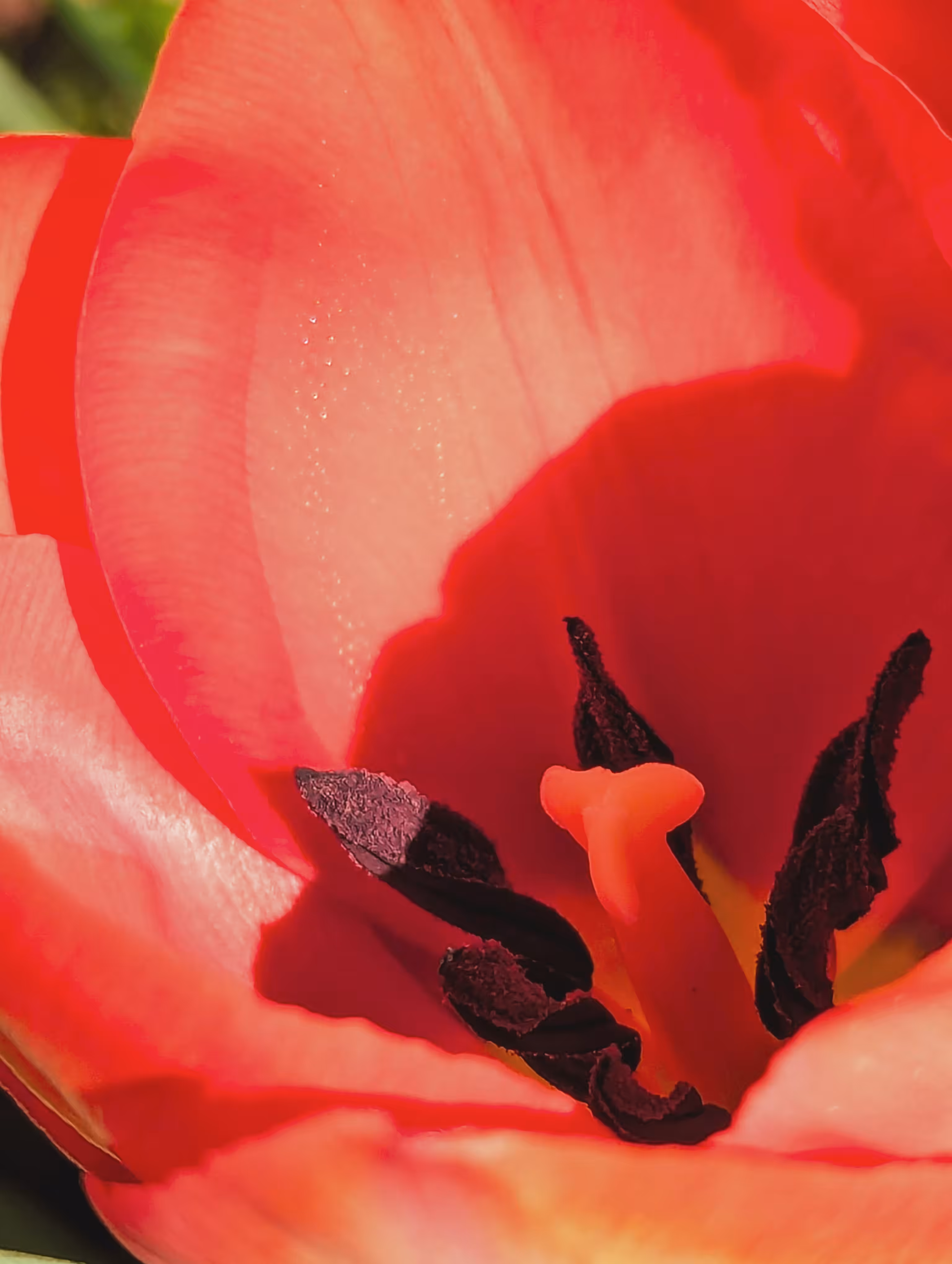 Luke_0x1 Photography : Hello tulip 