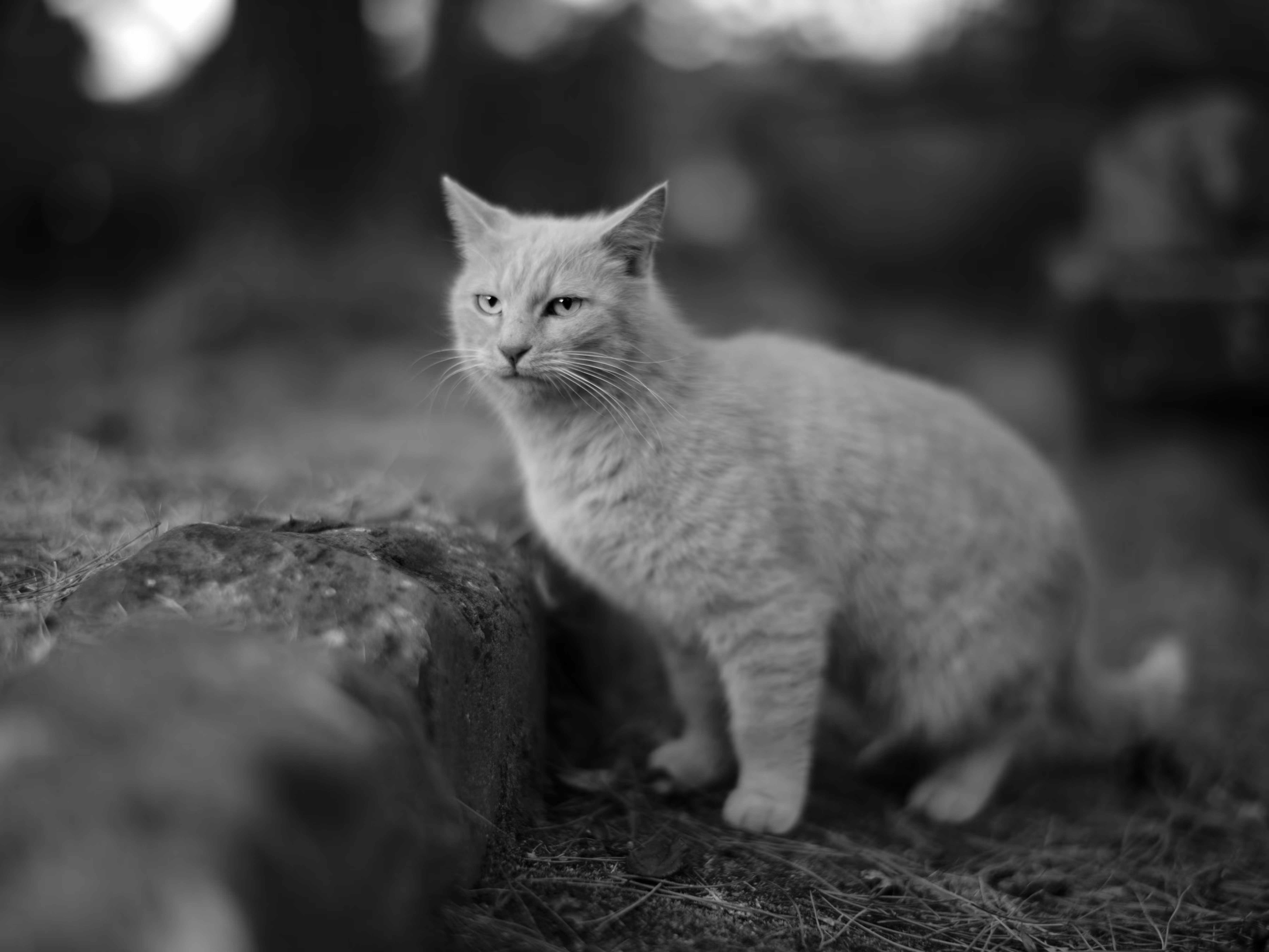 BW Cat #2