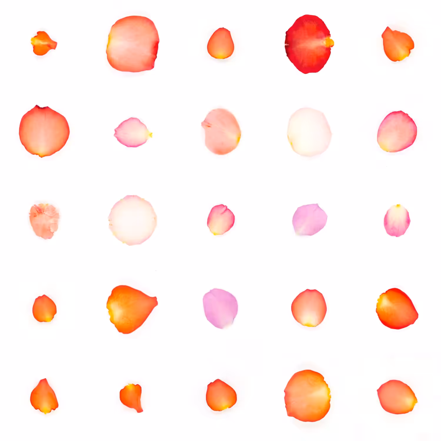 Infinite Petals 5x5#20356