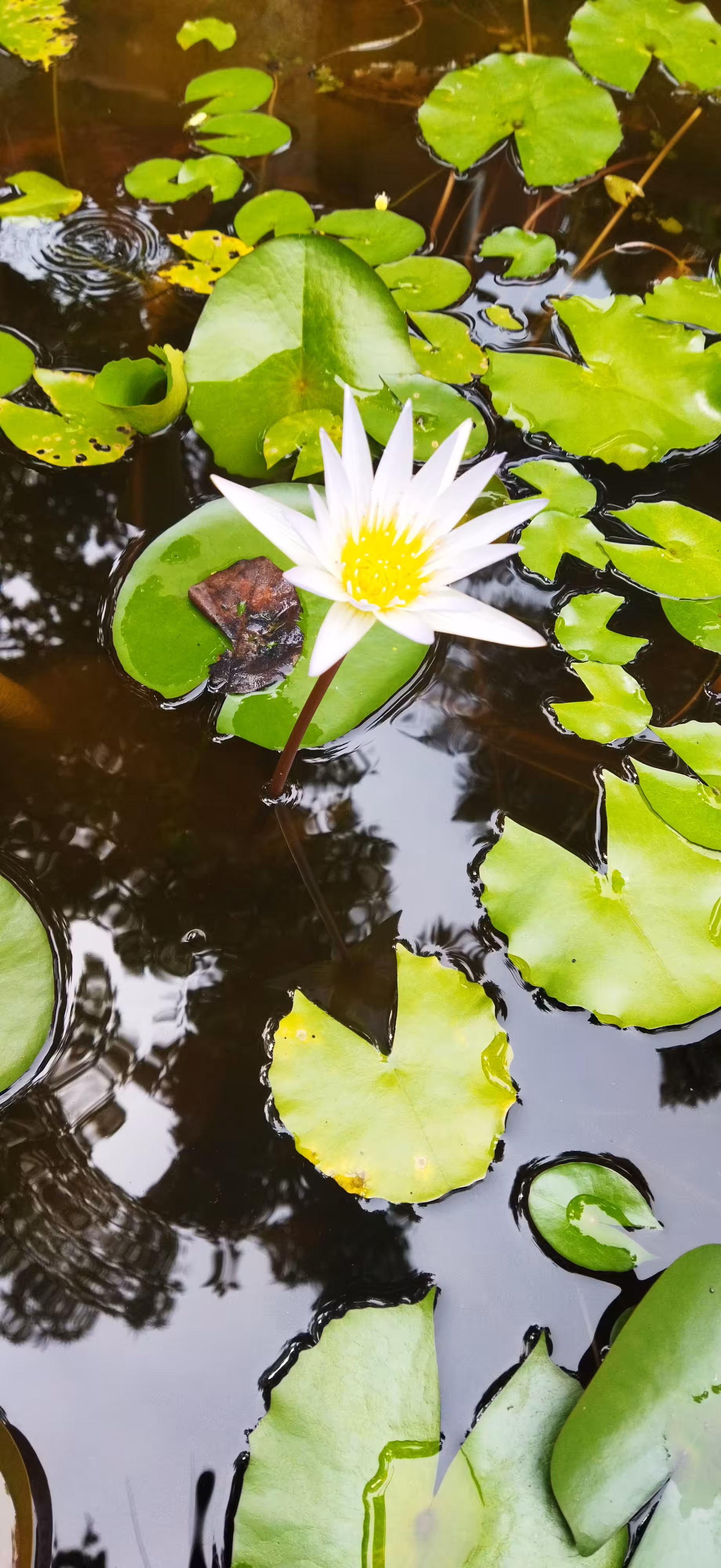 Jewels From The Aquatic World. : White Water Lily Flower