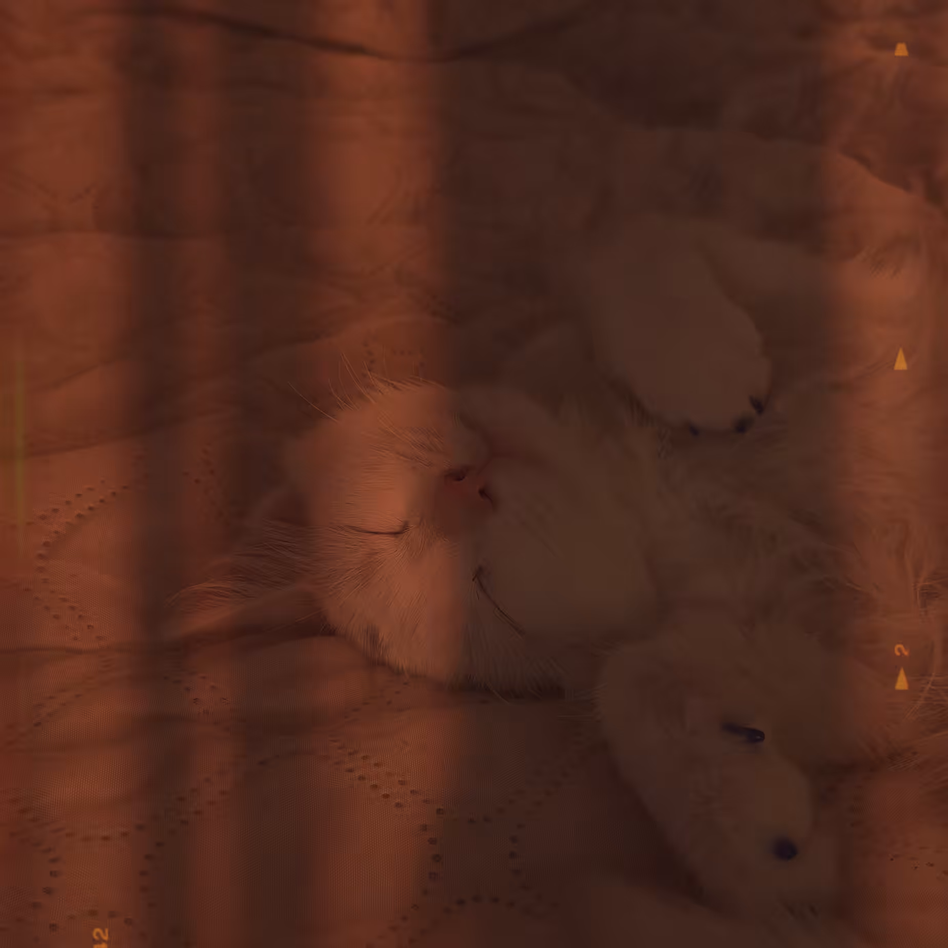 Photos: The sleeping kitten