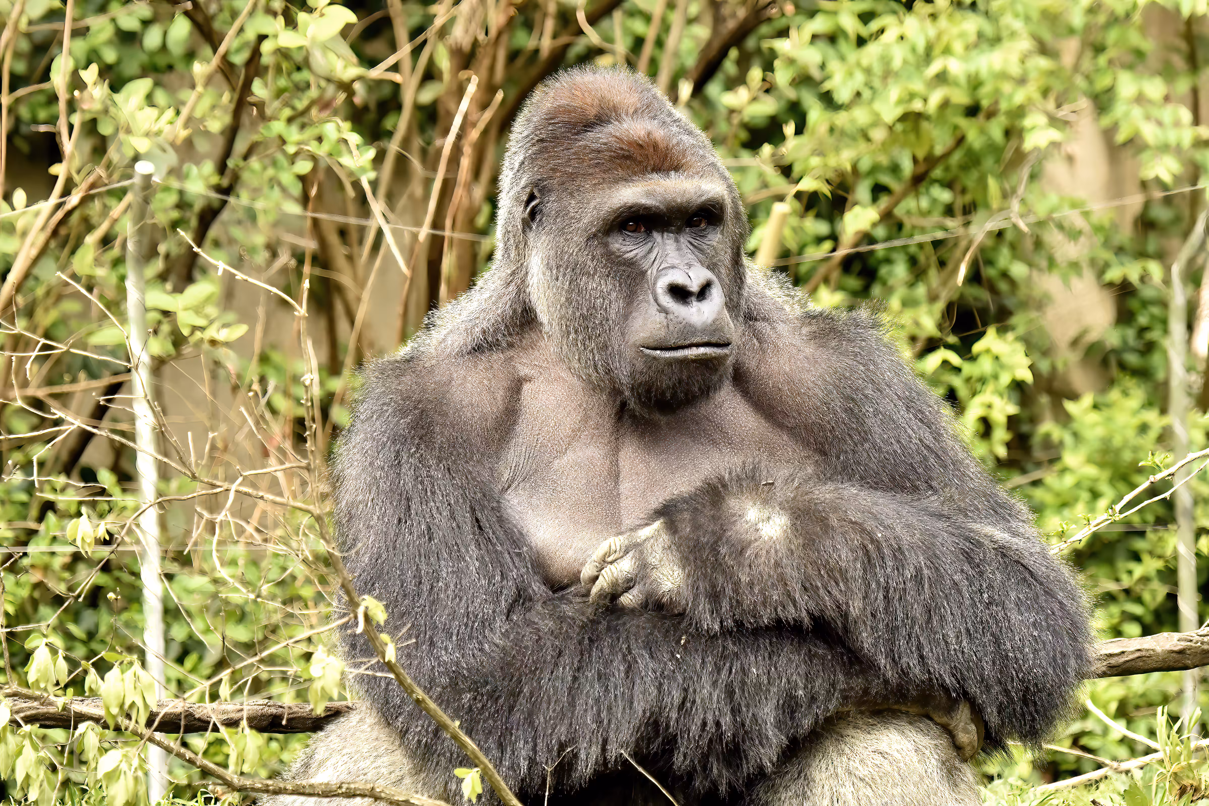 LEGENDS: HARAMBE: LEGENDS #193