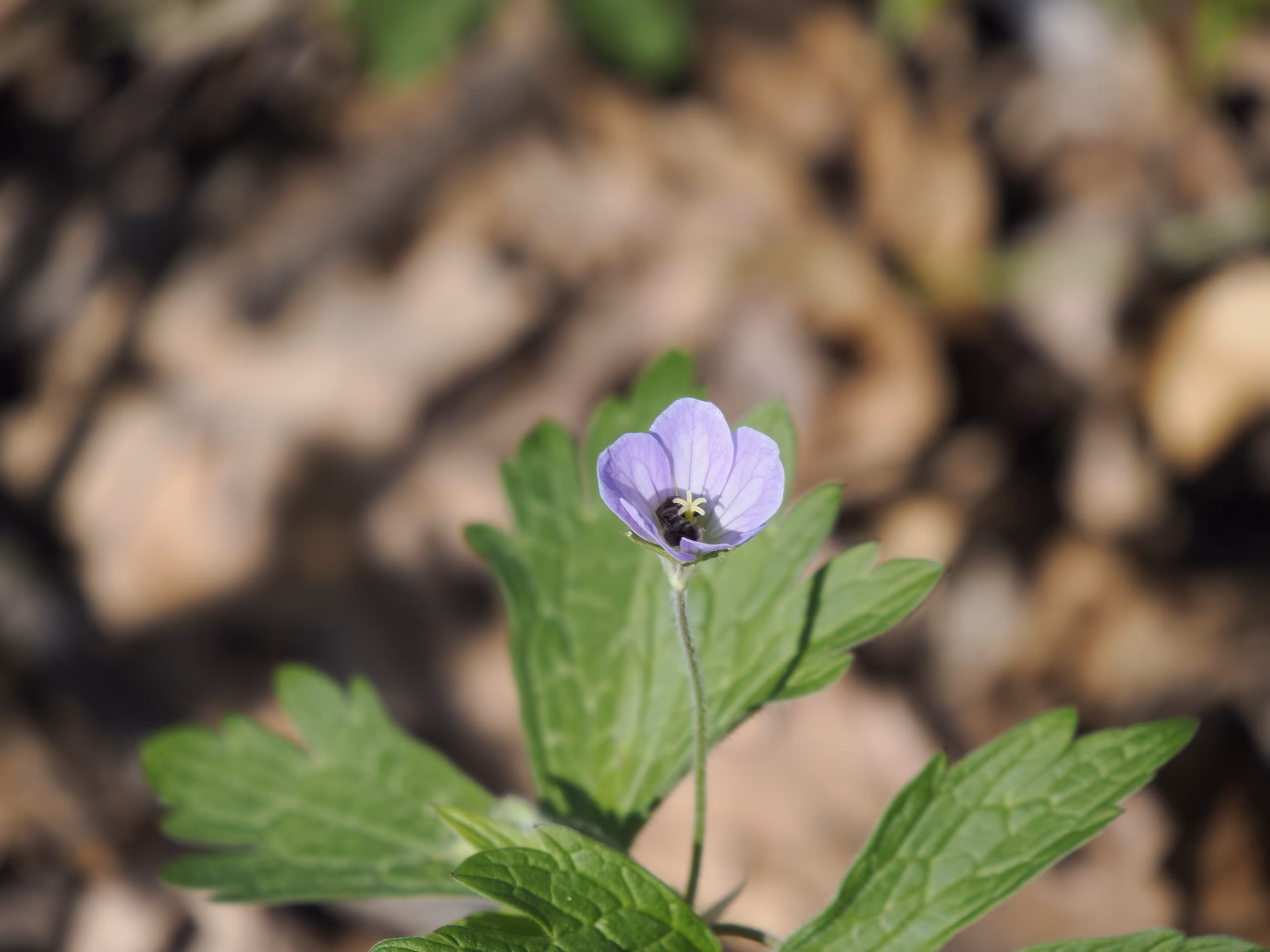 Flower- Wisconsin-Devils Lake