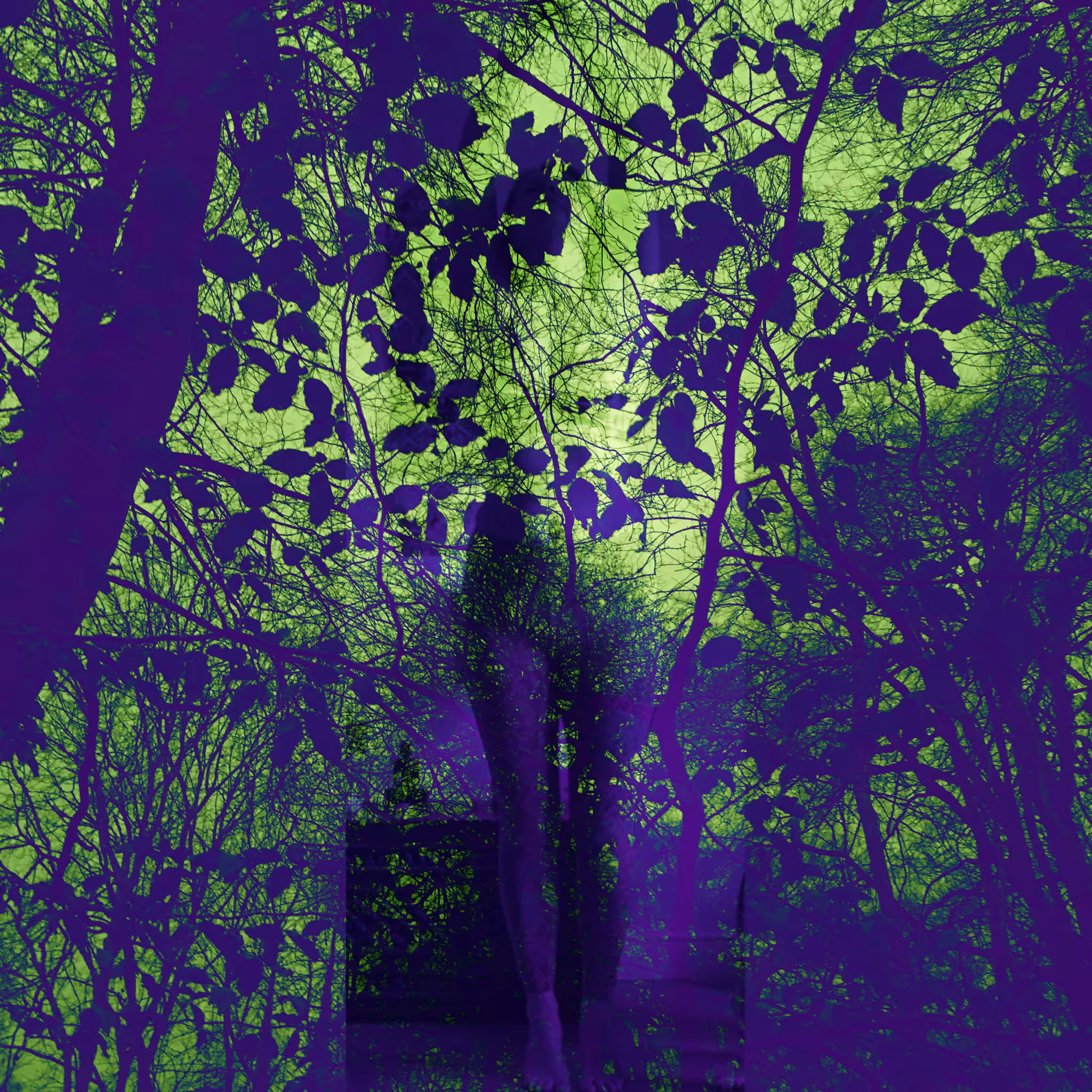 Dark Forest #15