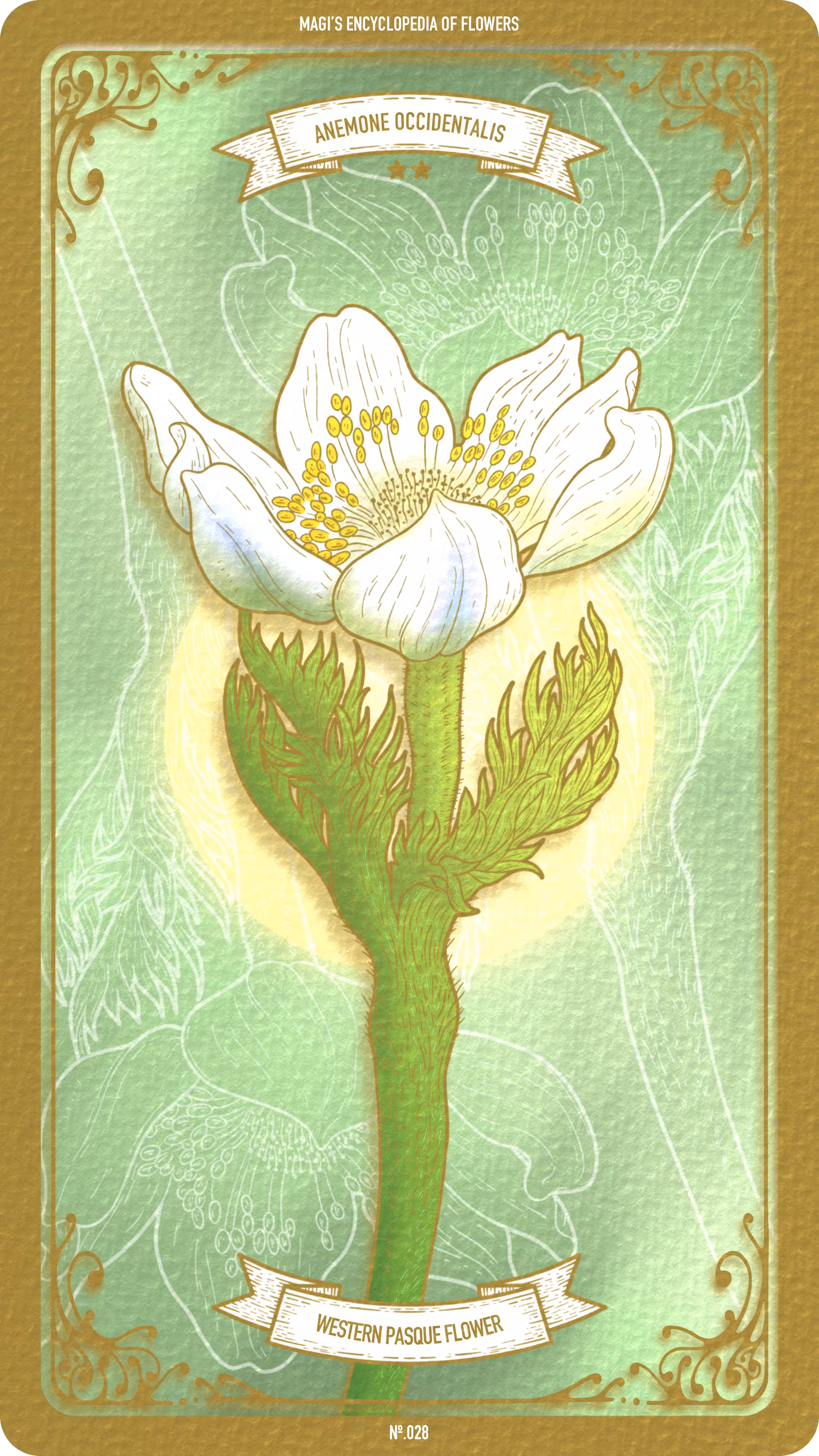 Magi's Encyclopedia of Flowers: 028 Western Pasque Flower