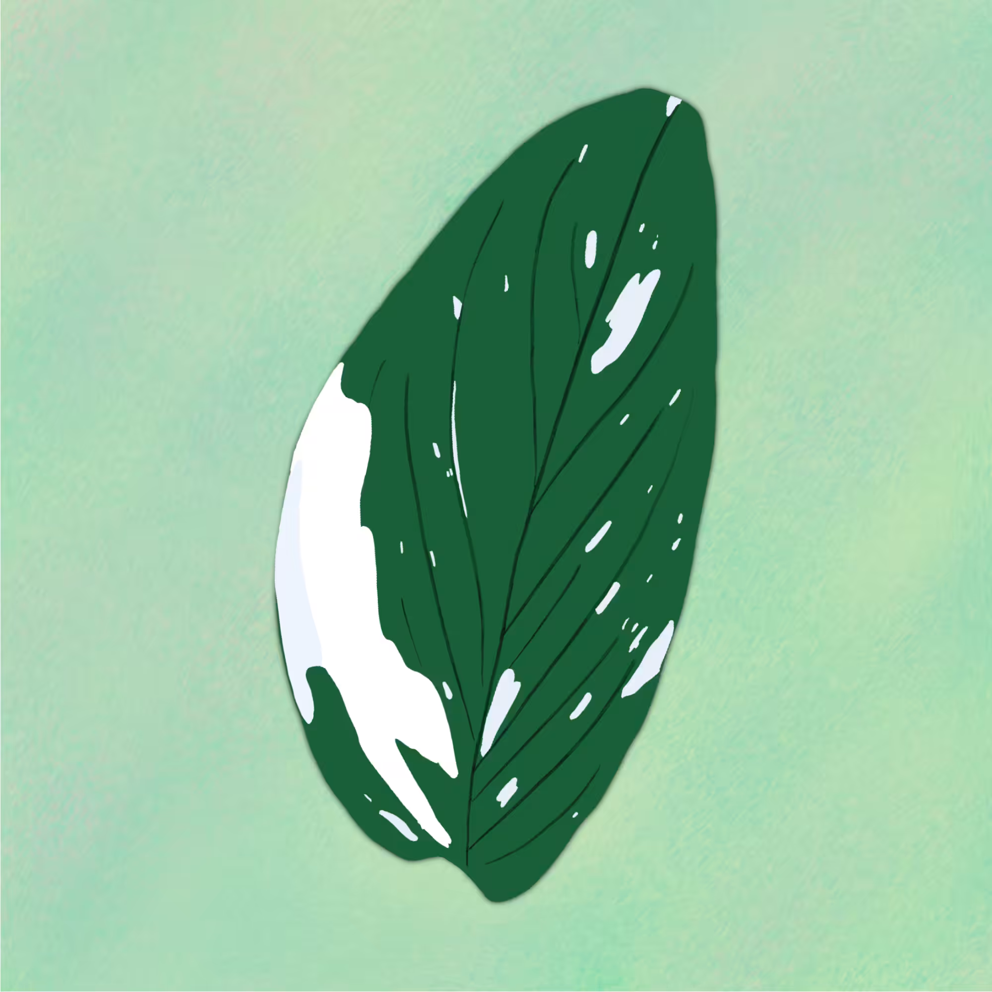#2 / monstera standleyana ‘albo variegata’