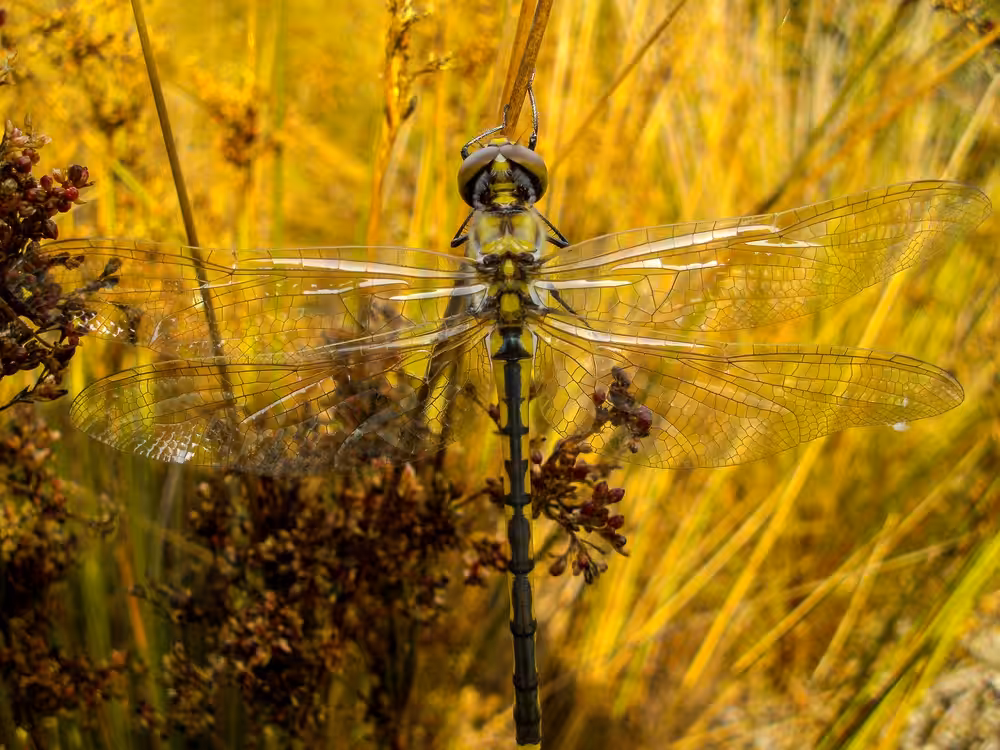 Golden Wings of Light.