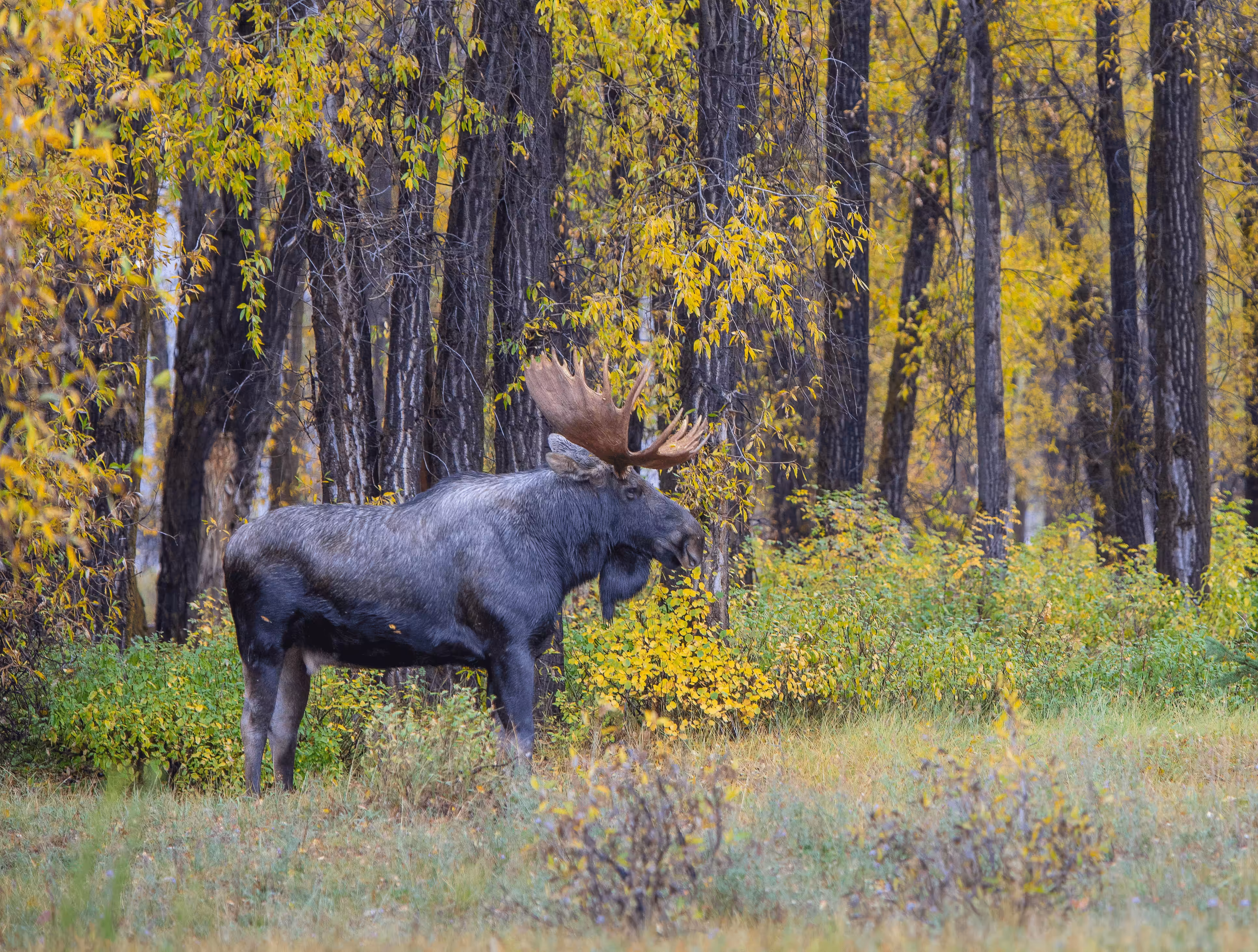 Balance #44 Moose