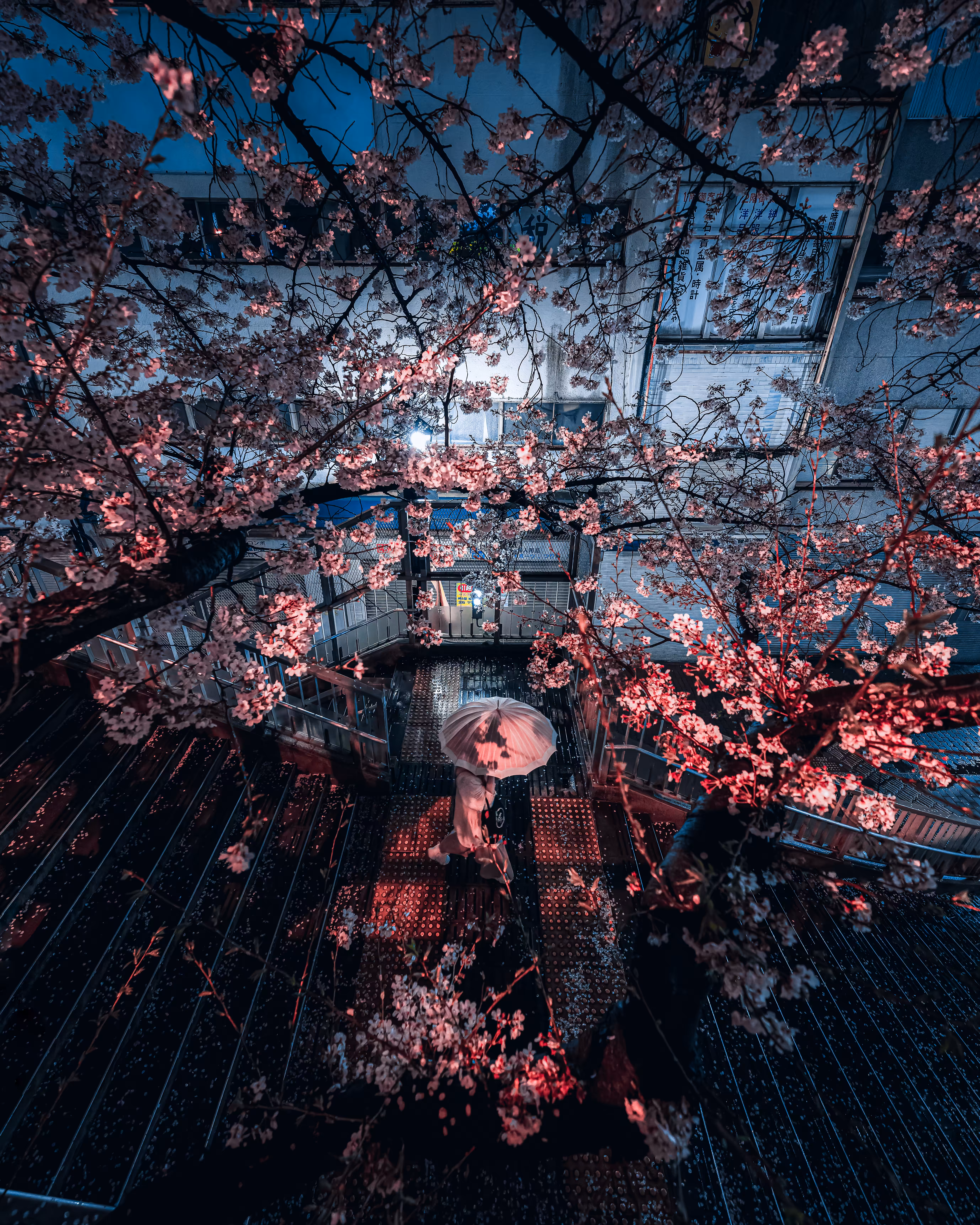 Sakura Frame