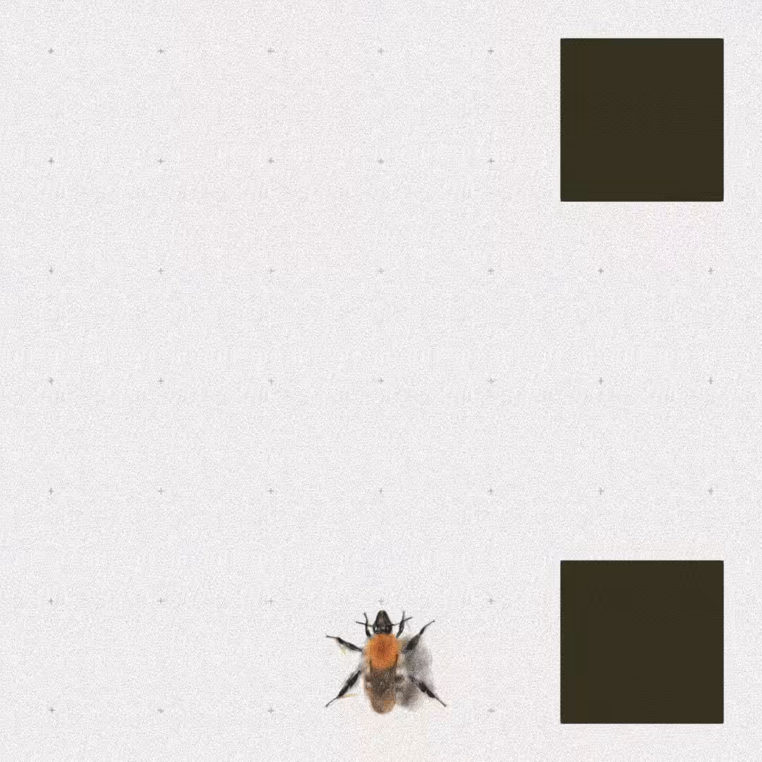 Bee #52
