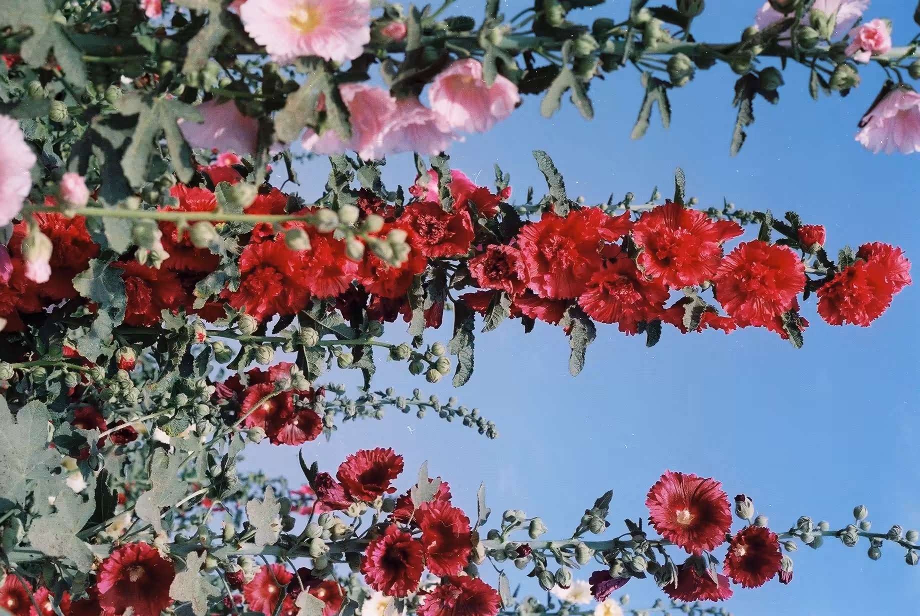 Hollyhocks_Red