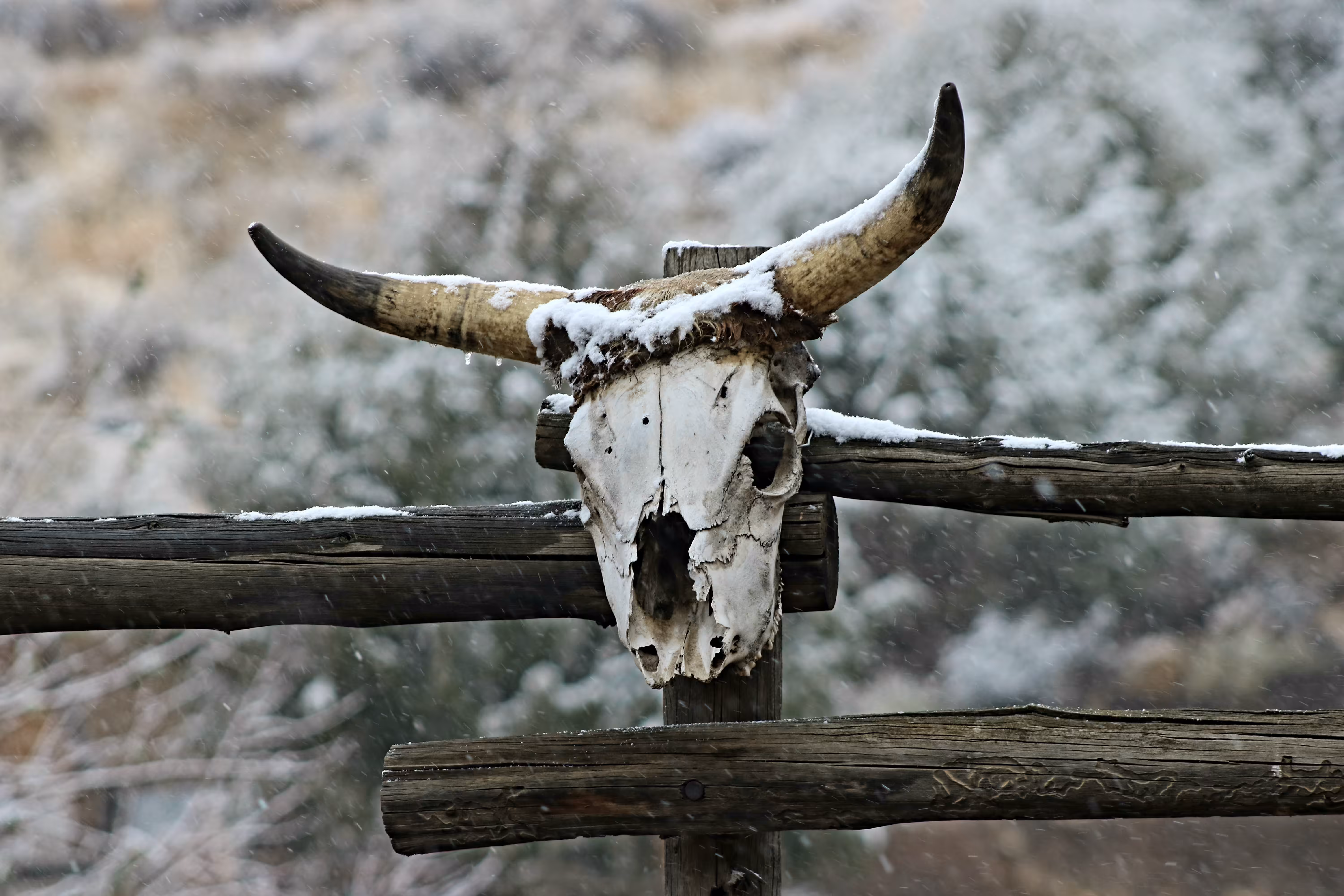 Bull Run