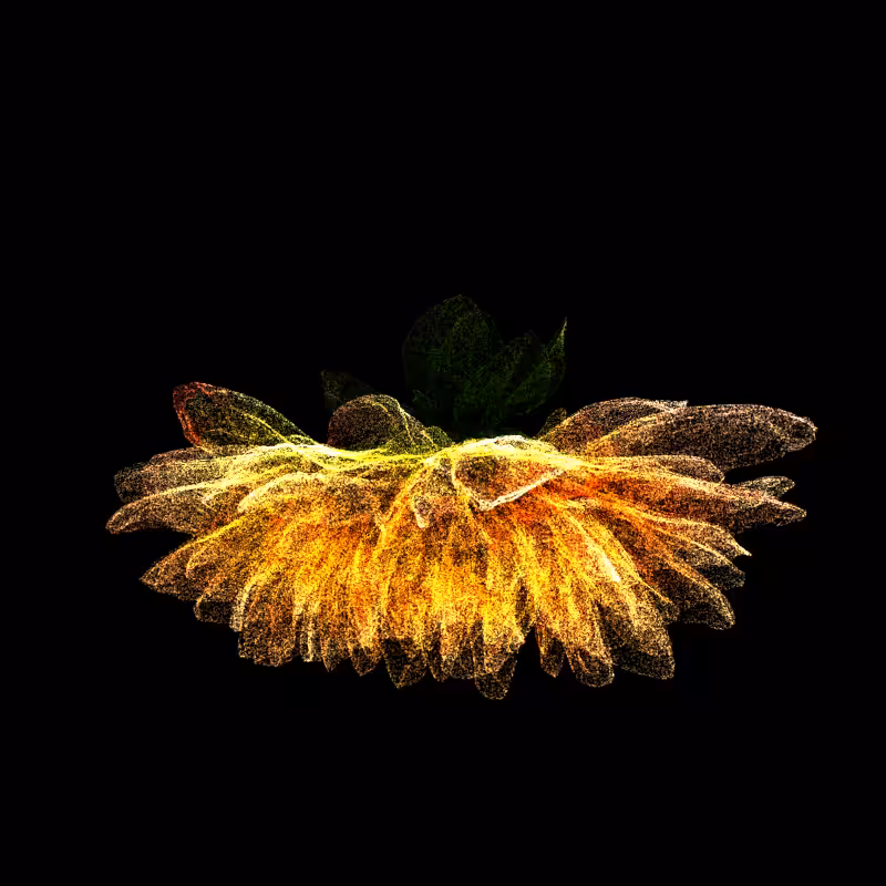 Dahlia Pinnata 30 #68