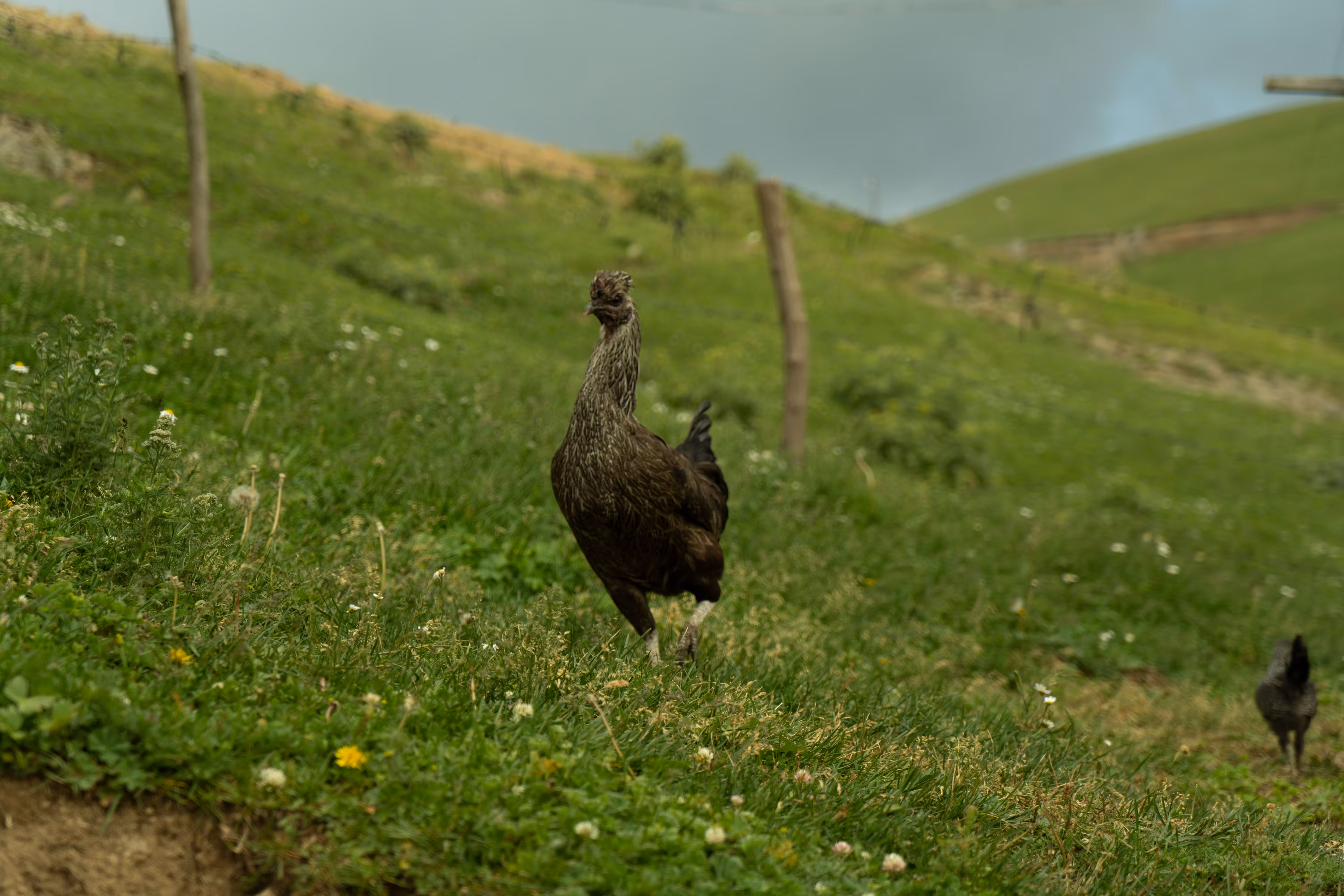 Cock on the Windows XP