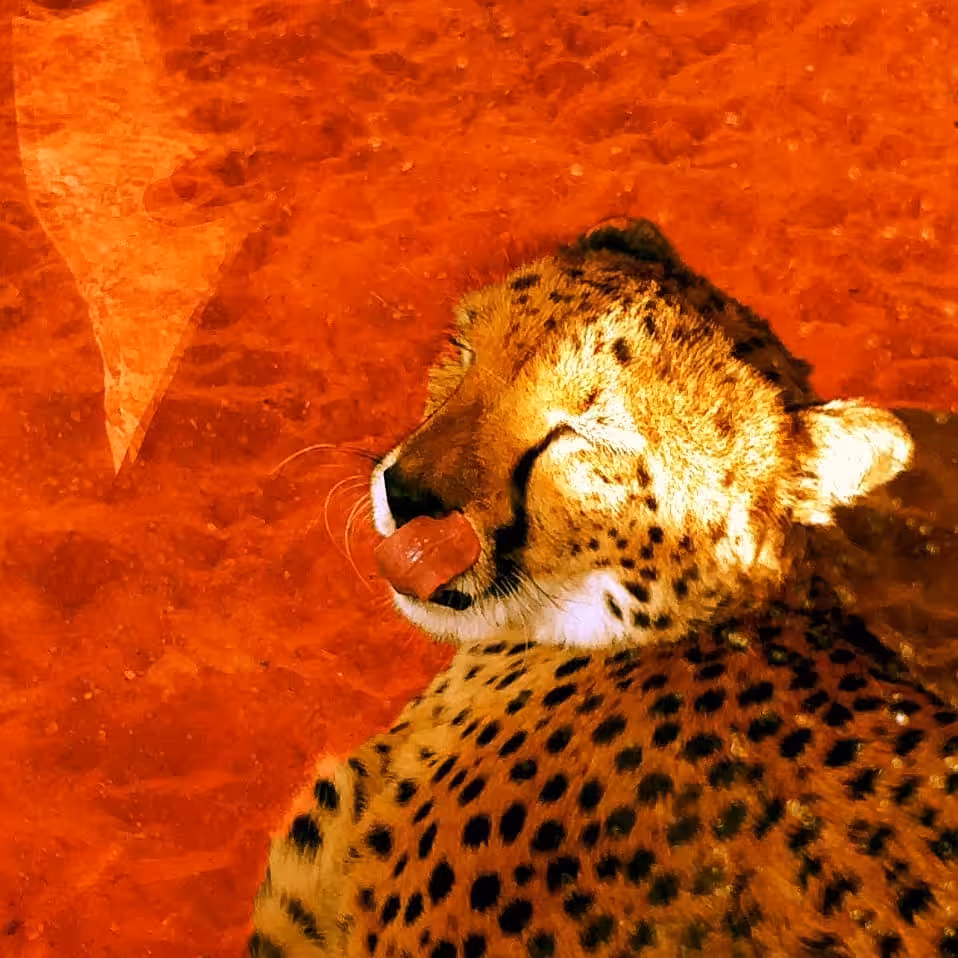 Charismatic friends: Satisfied cheetah.