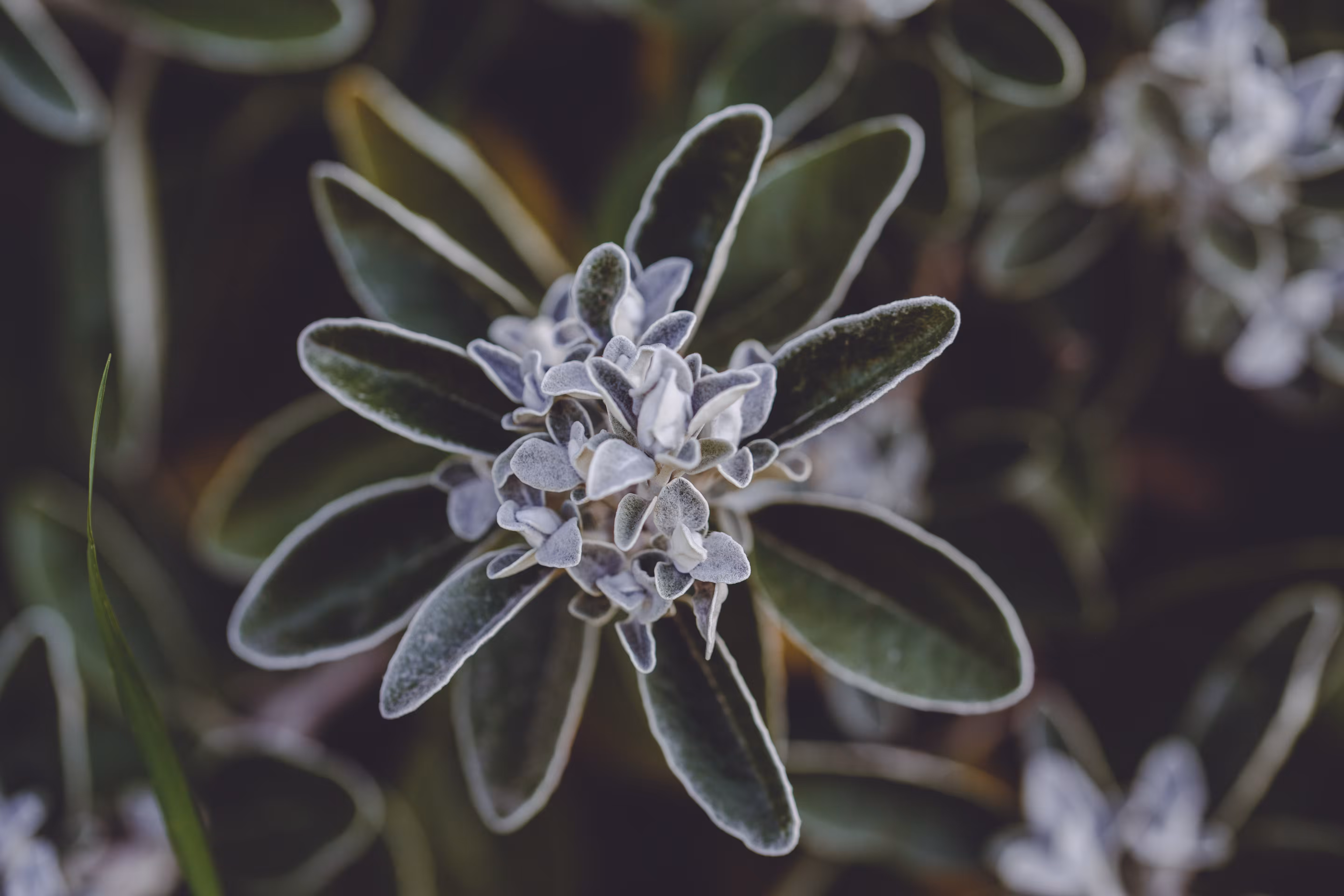 Natural Focus: Perfectly Imperfect