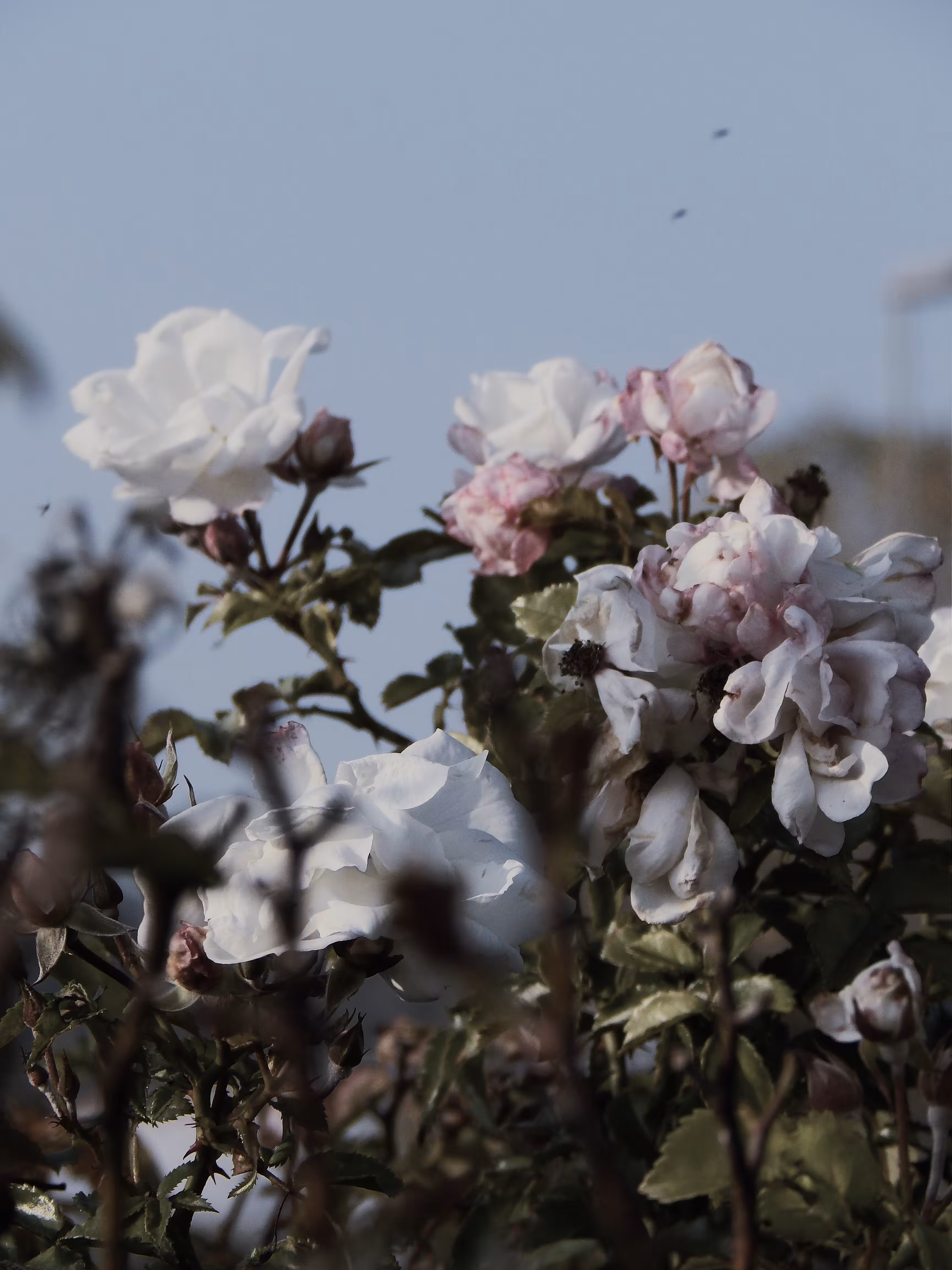 A pale shrub of roses