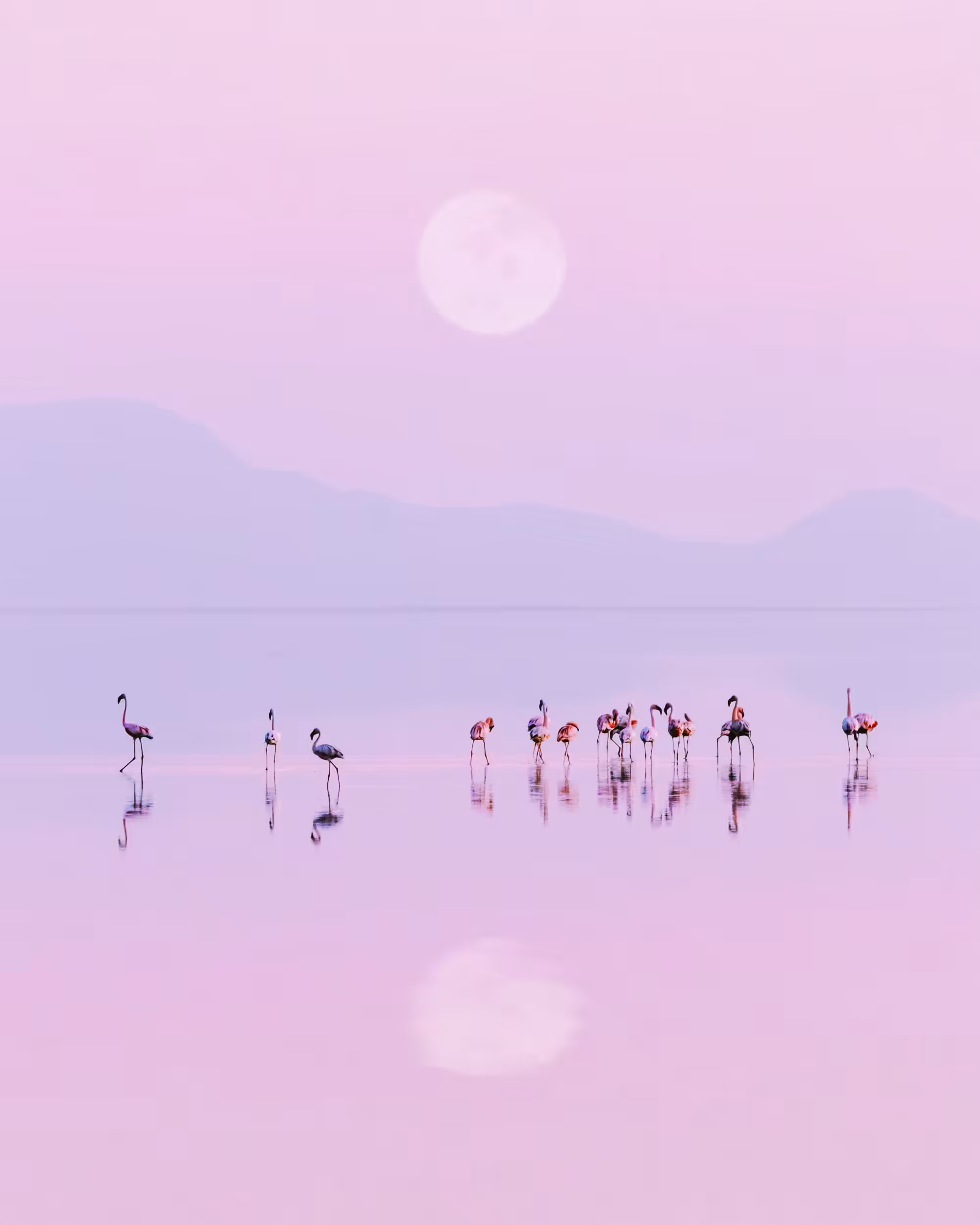 Pastel Dreams