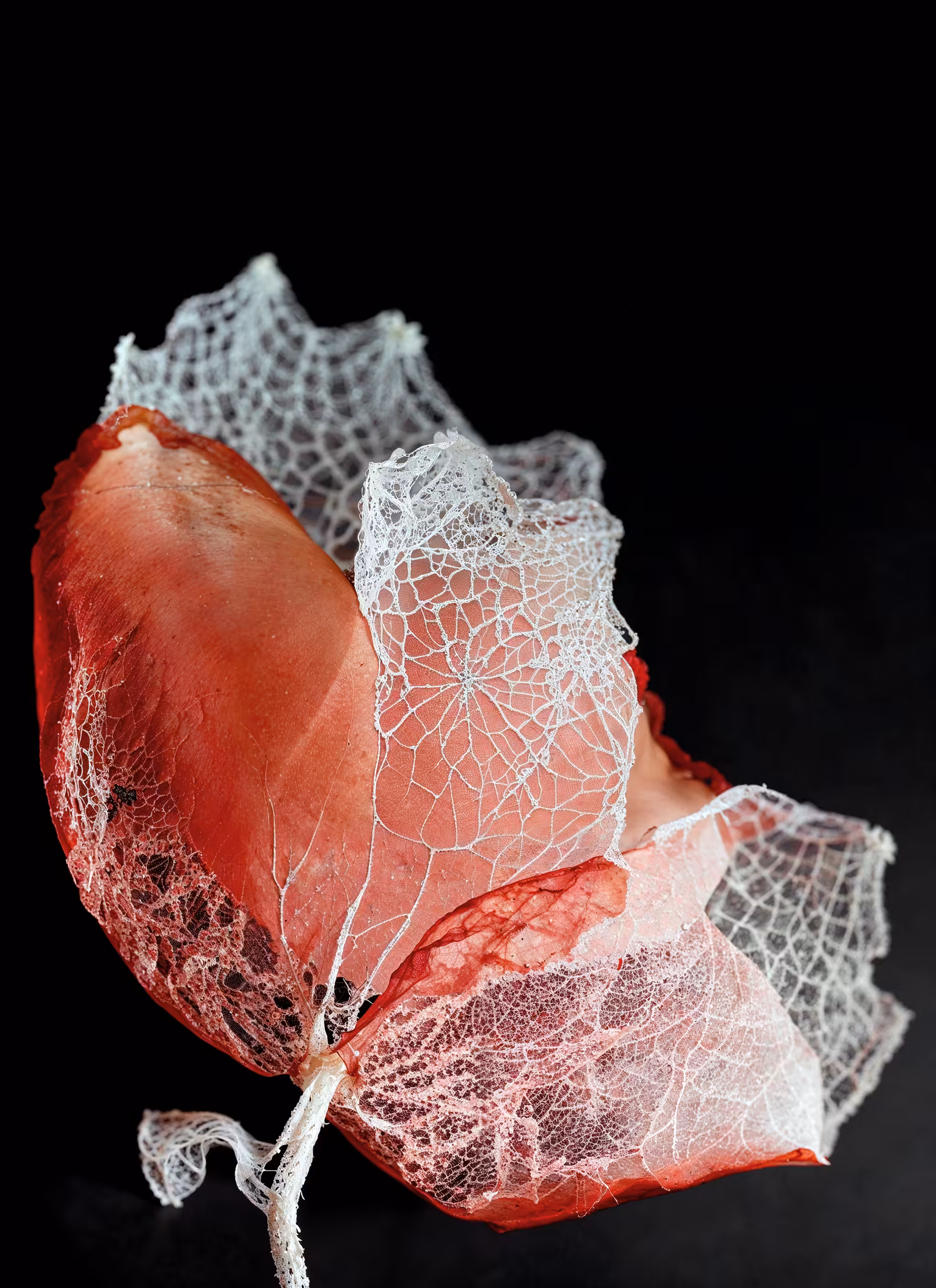 Flos Textilis II