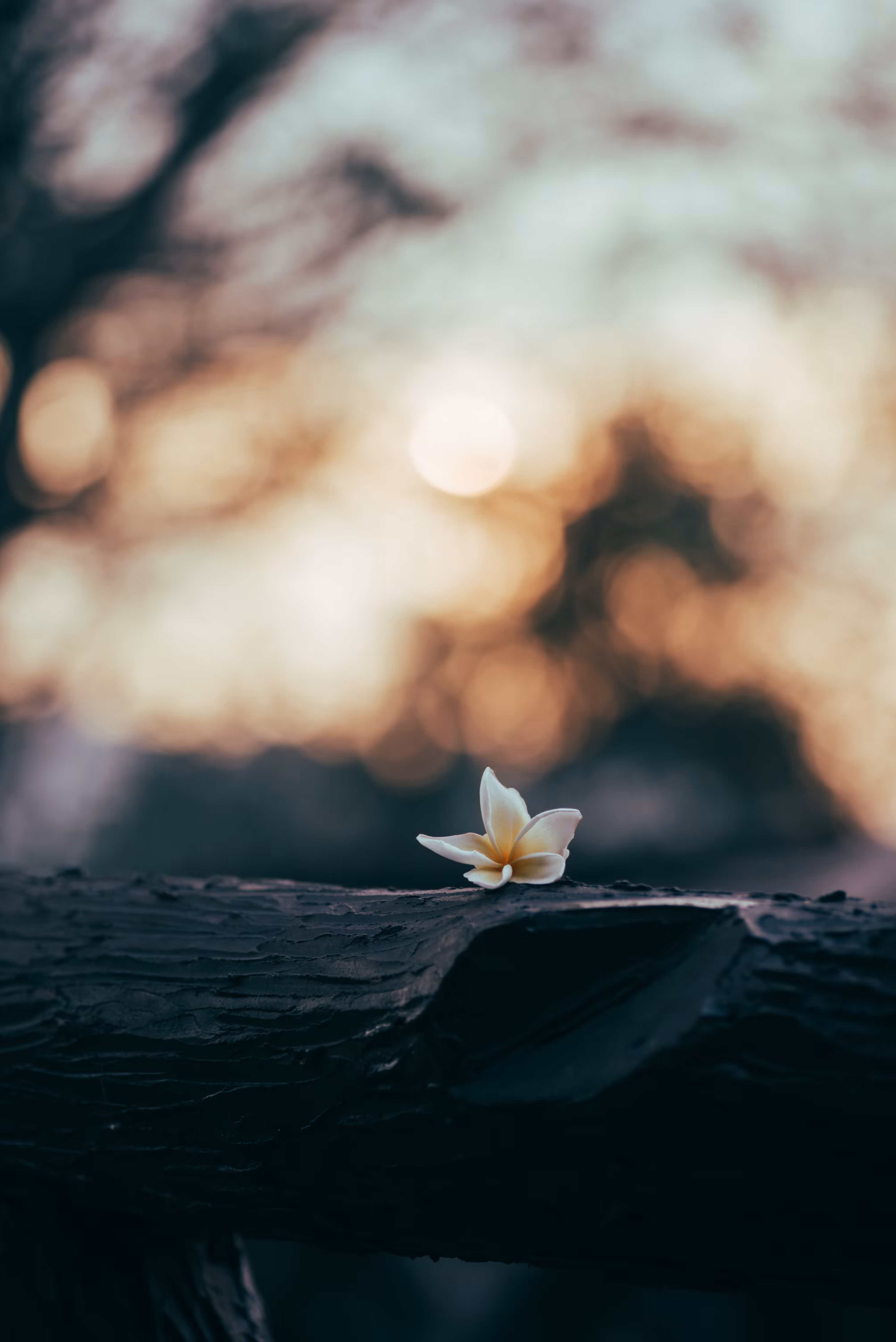 A Snippet of Nature
