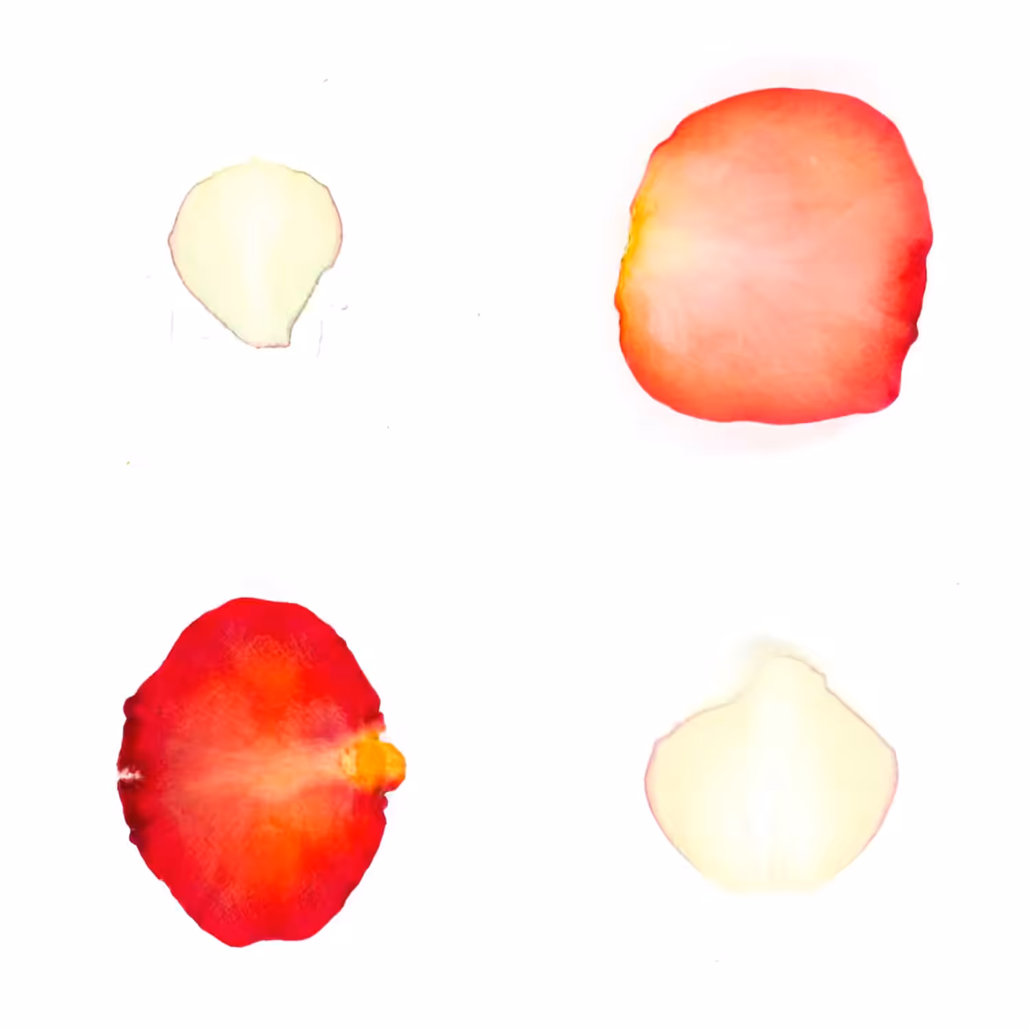 Infinite Petals 2x2#3943