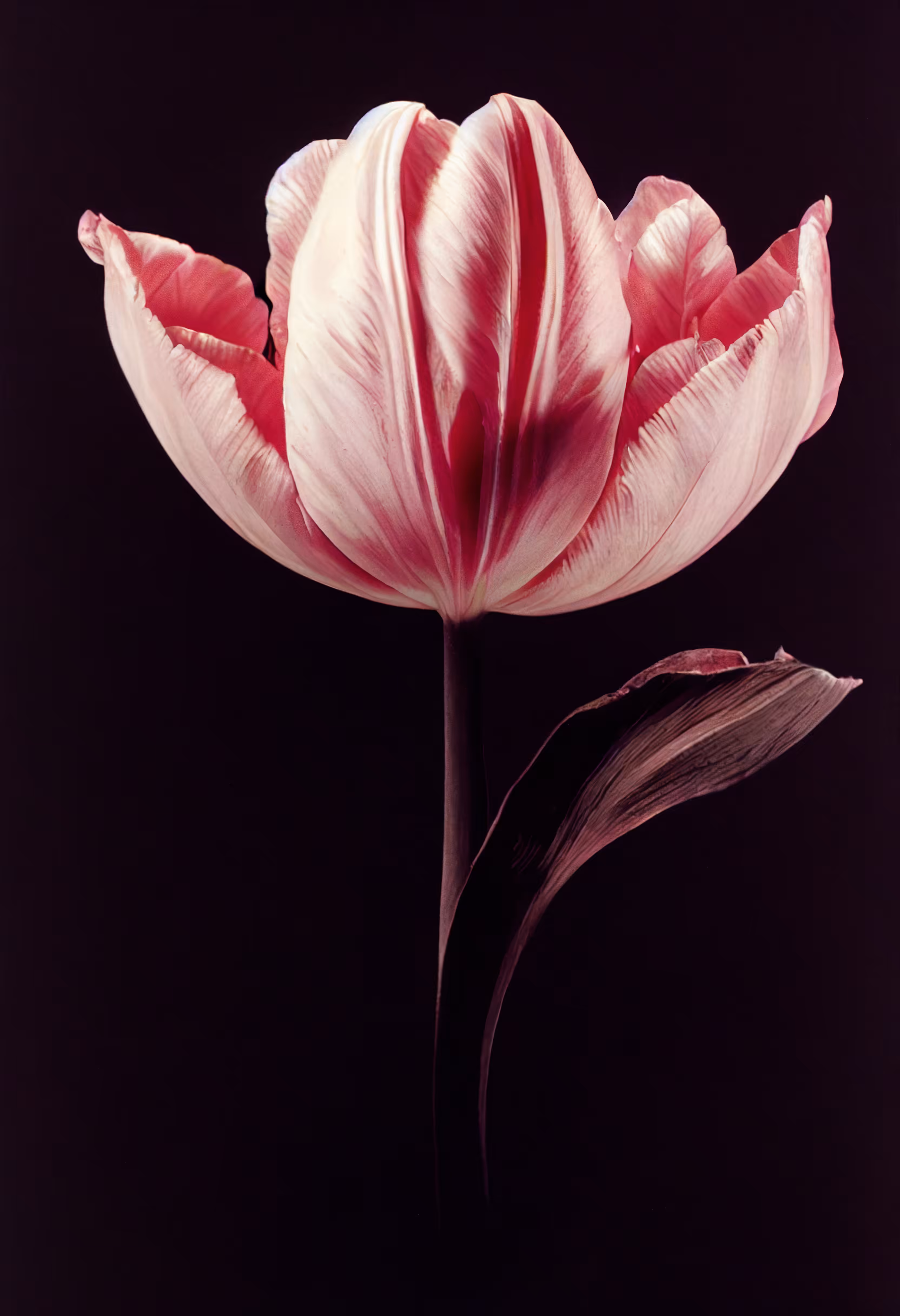 A Flower, Just For You. #39