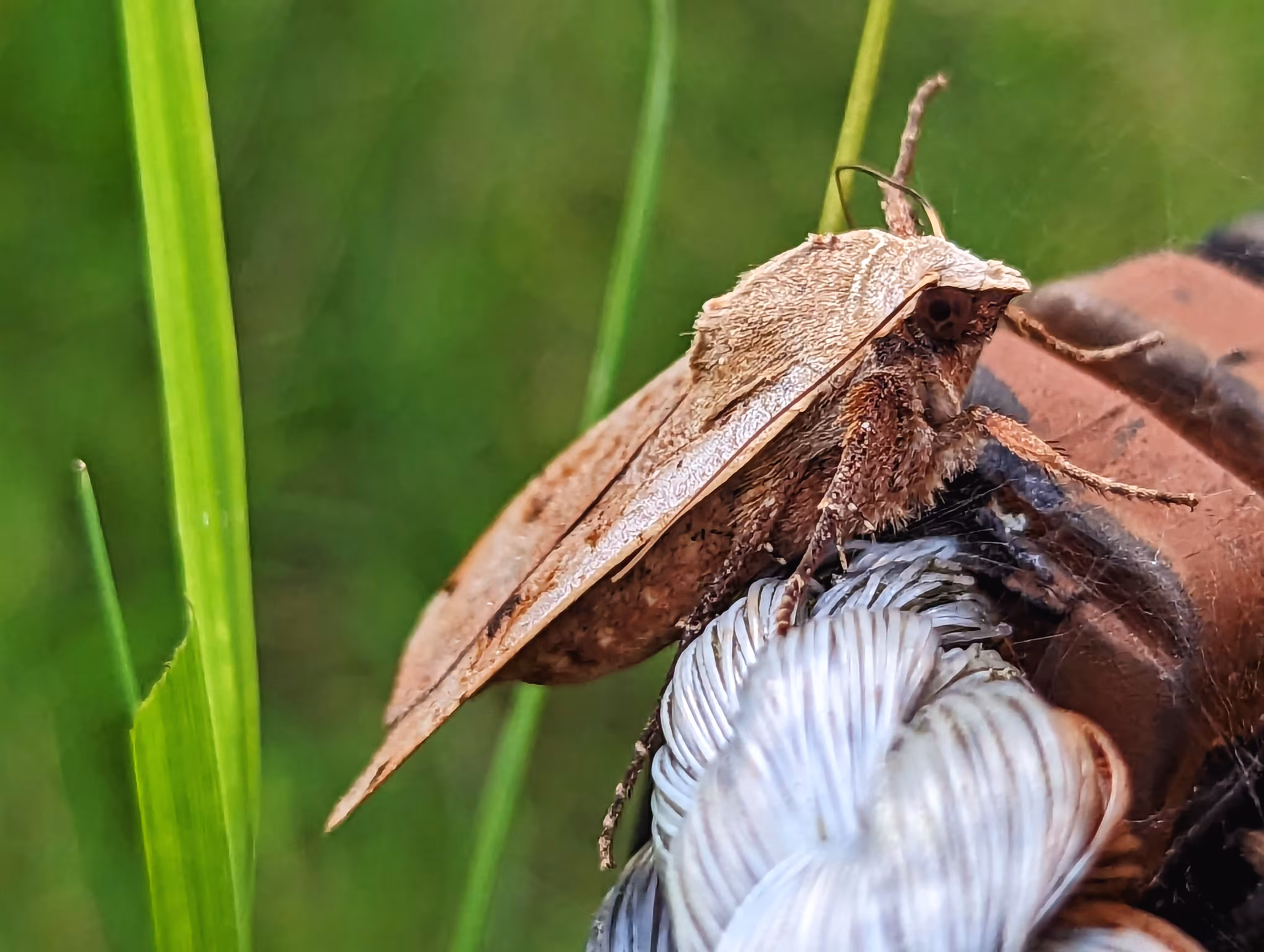 Moth moment
