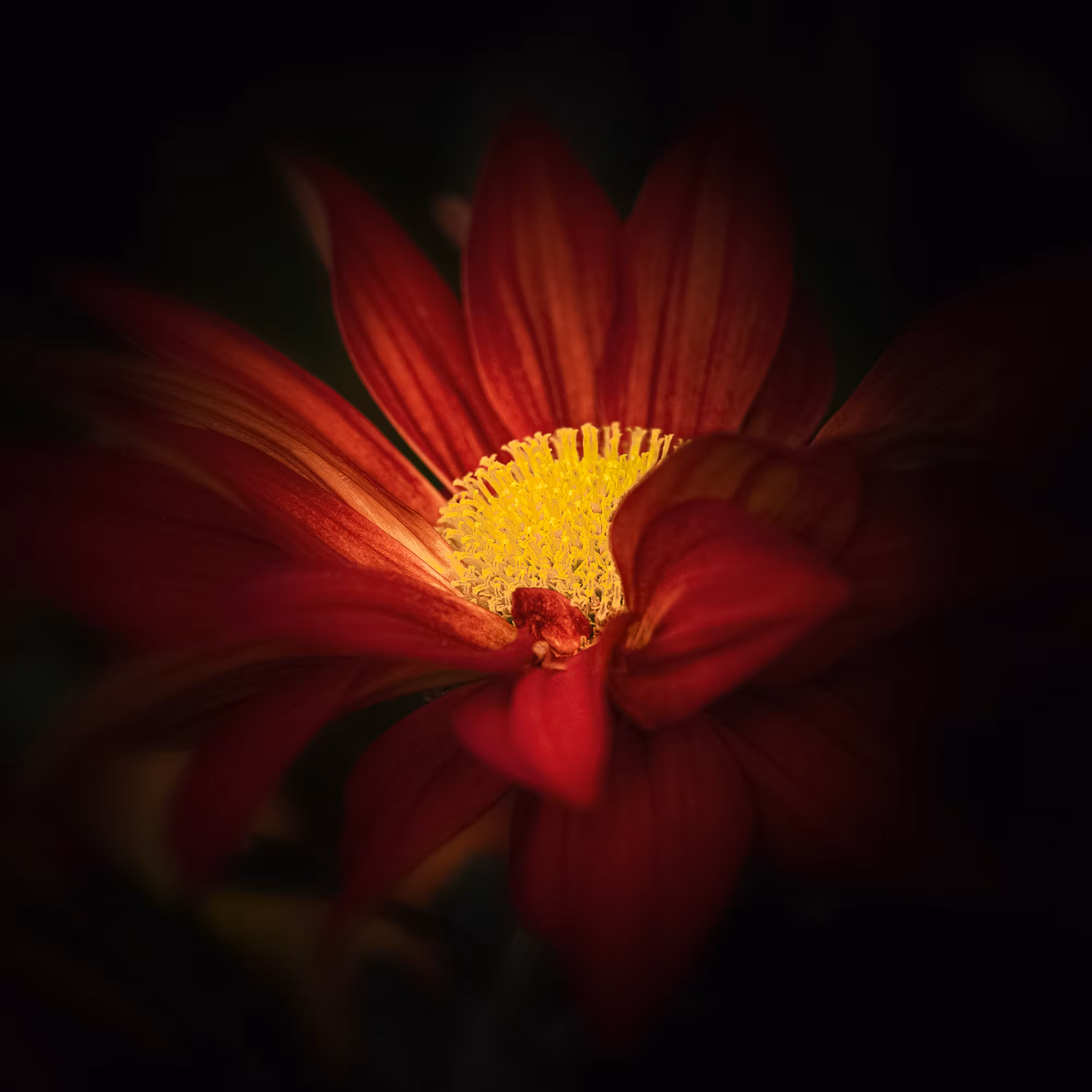 Pelee Mum 1