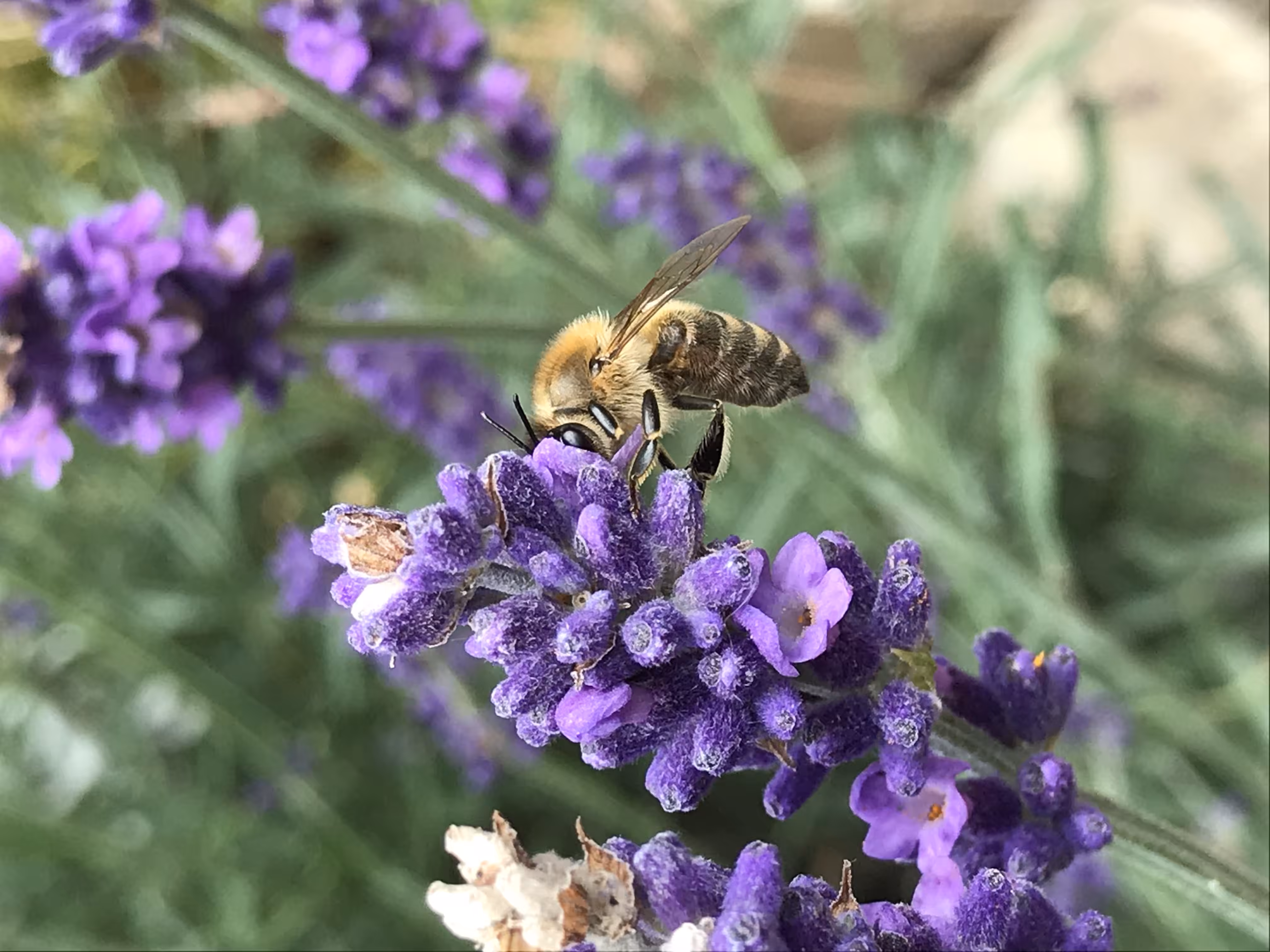 The Honeybee 