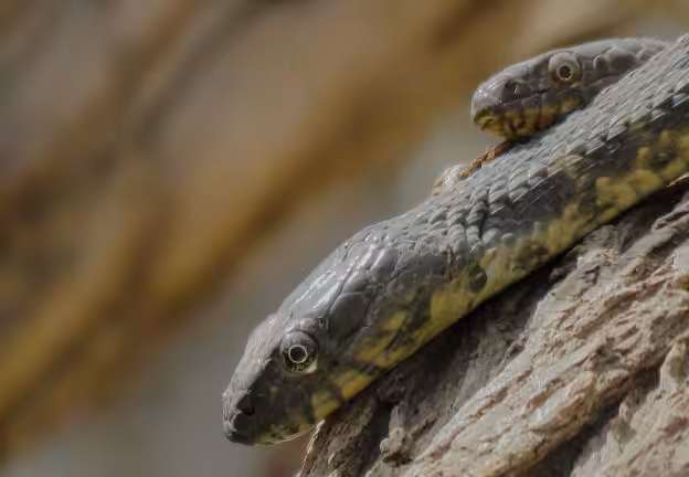 Natrix tessellata