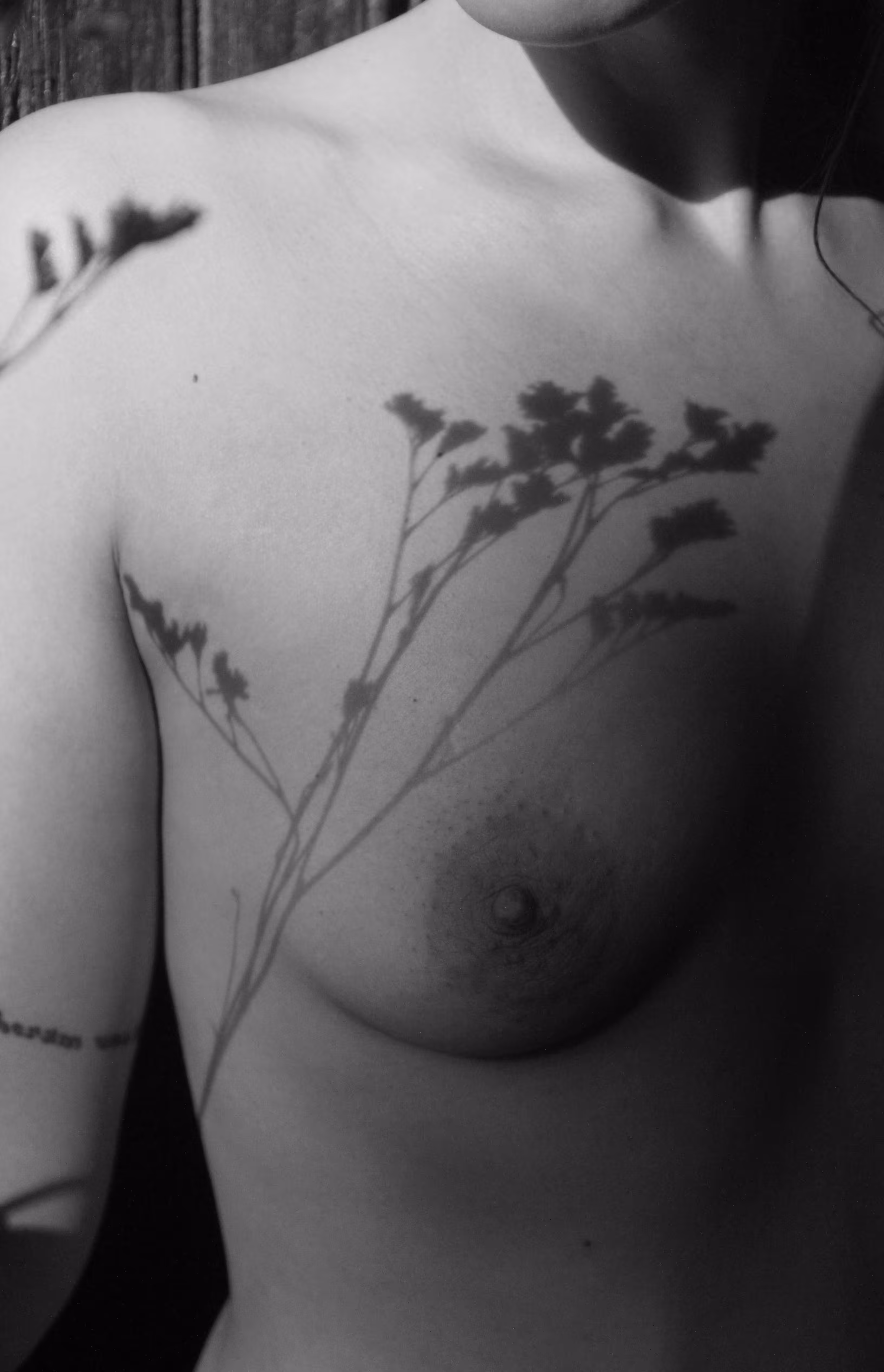 Flower and Shadow II