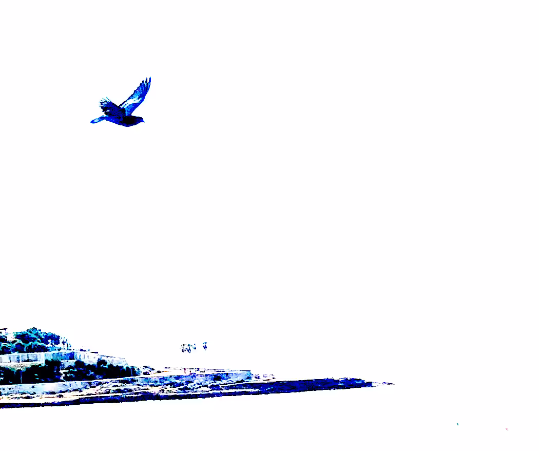 Photography: Goodbye Blue Bird