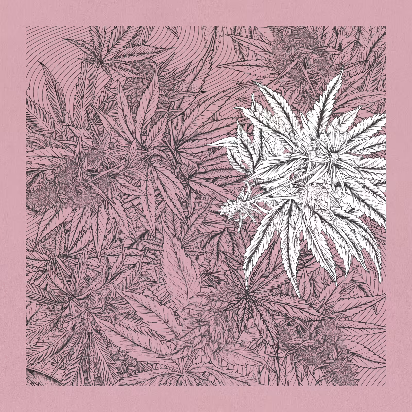 zancannabis #254
