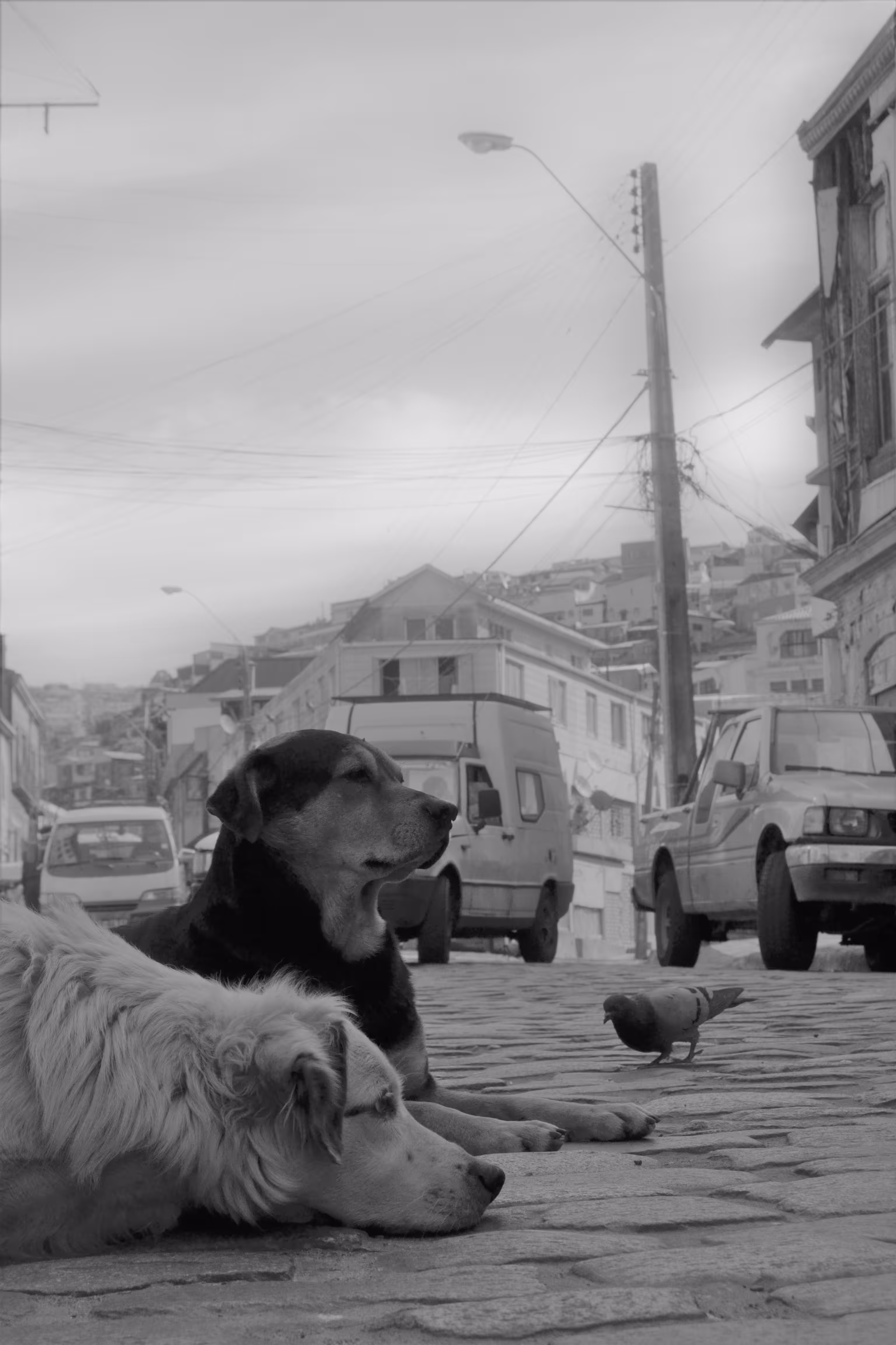 Urban Fauna
