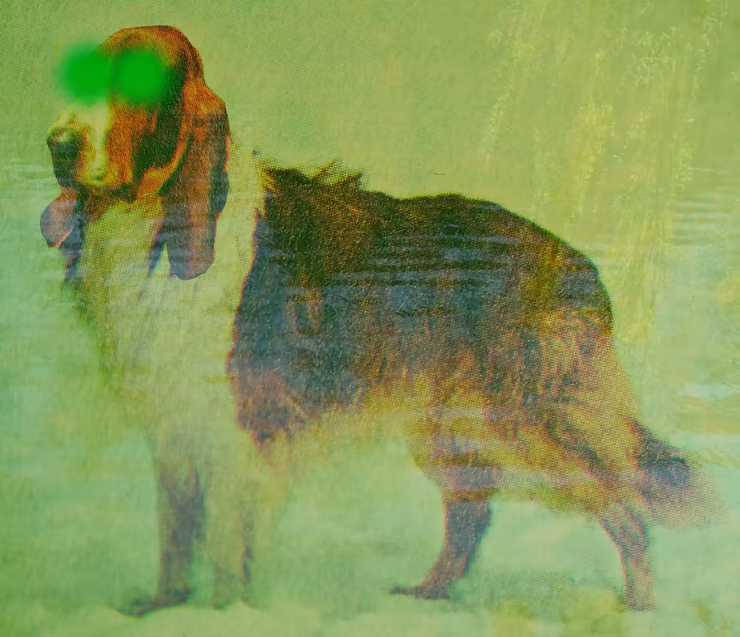 42 Techno Sci-fi Basset Hound Collie (Include Original Music)