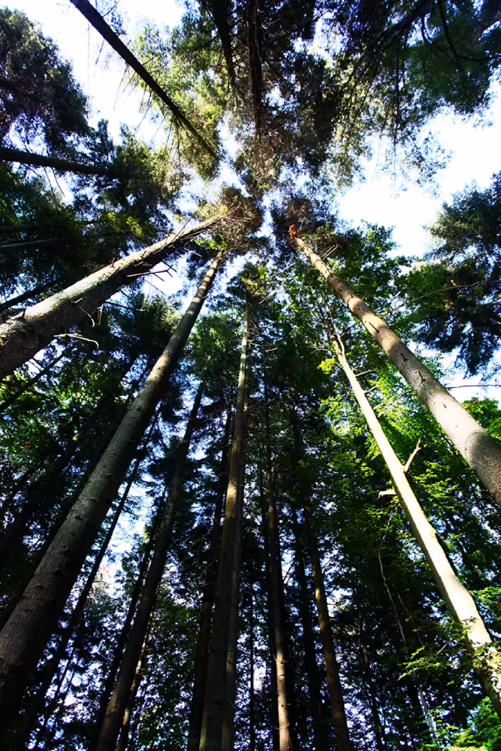 Blurry Forest #2