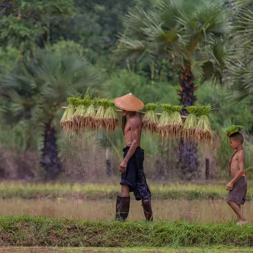 Life of a traditional farmer in the countryside of Thailand #1