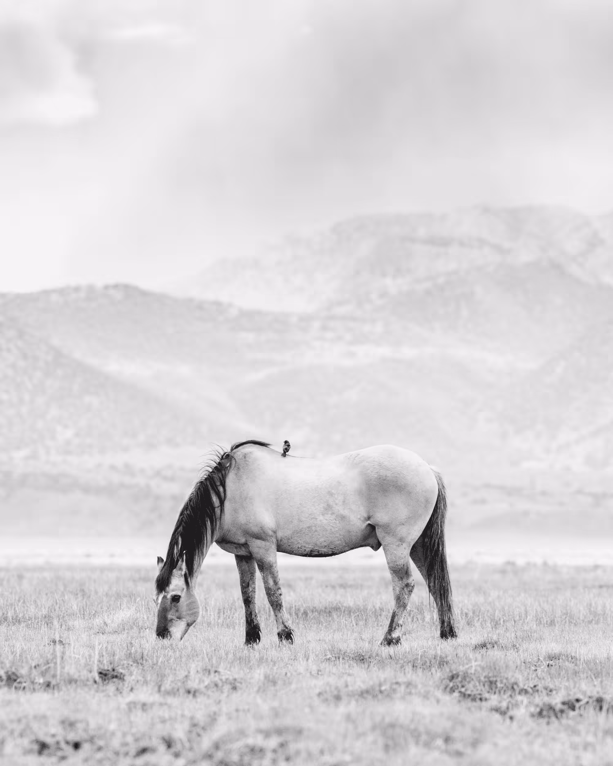 Wild Mustangs: Mustang and Bird