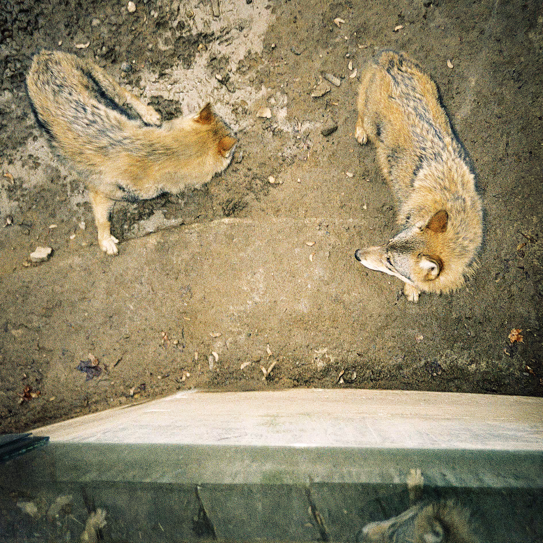 Bet_Orten_Self mythology_WOLVES