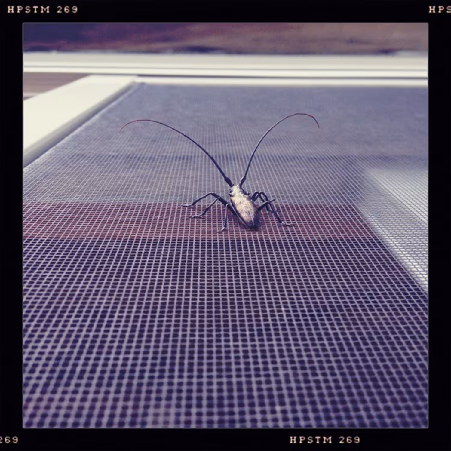 hipsta: IMG_6558