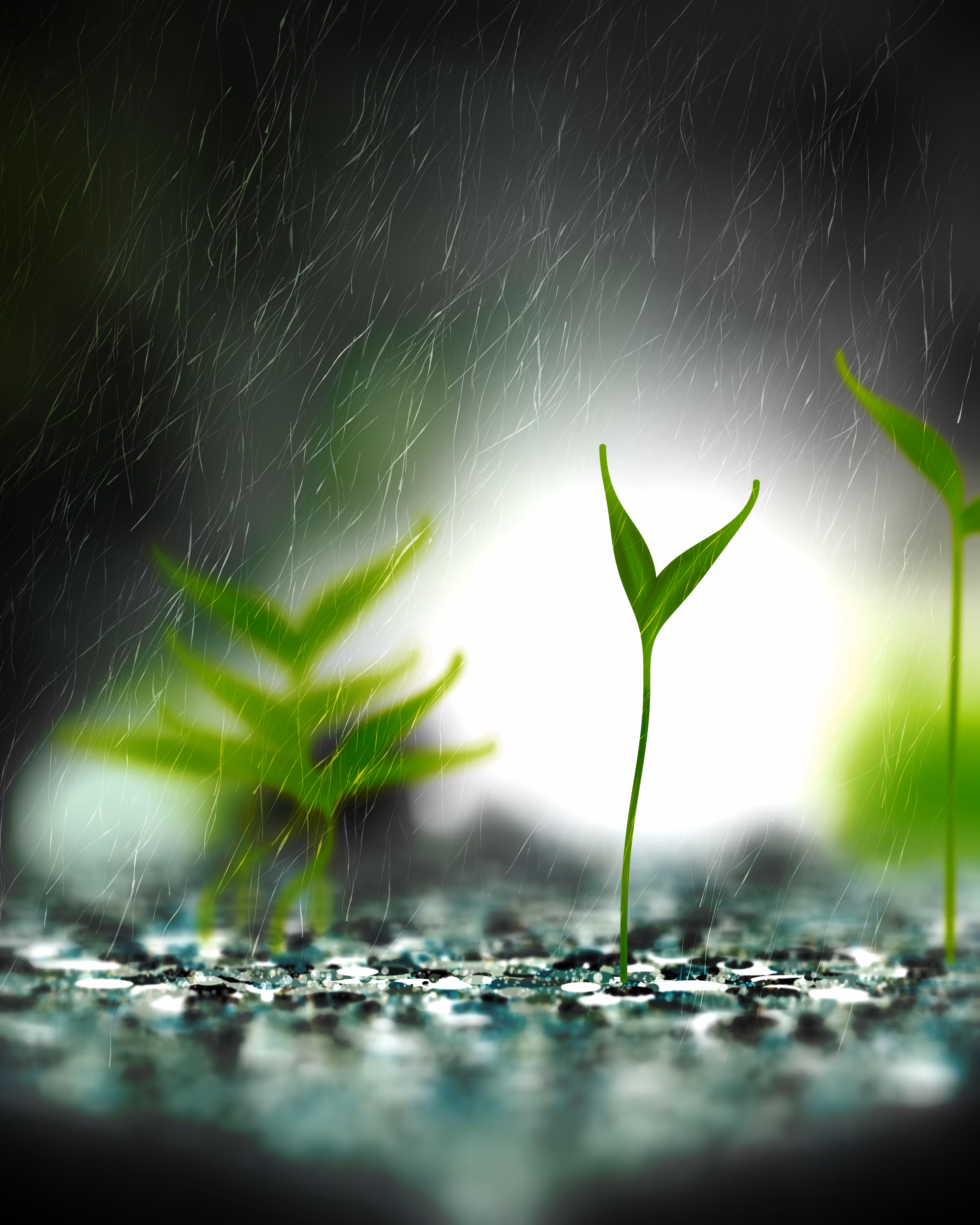 Take Root #8