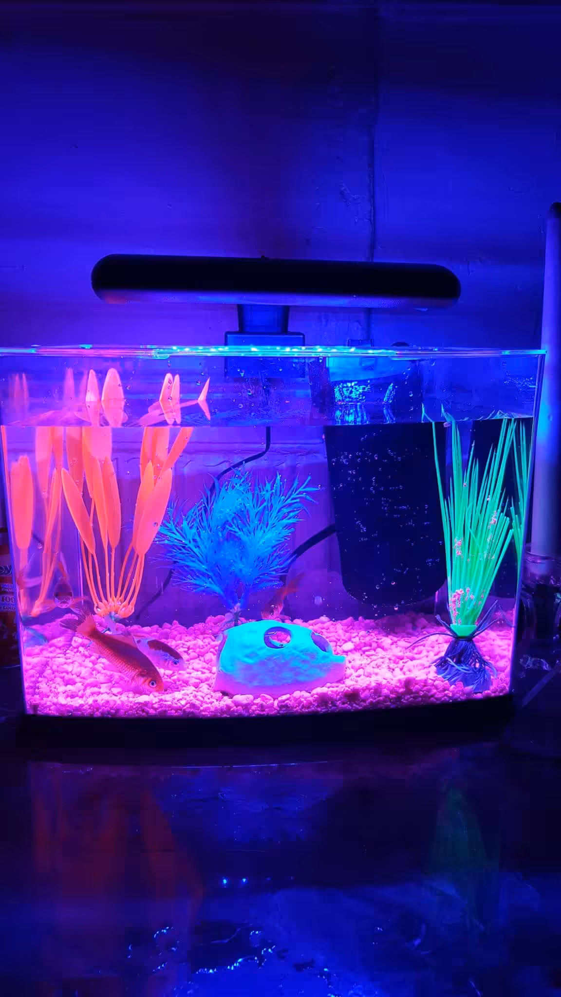 Find The Fish