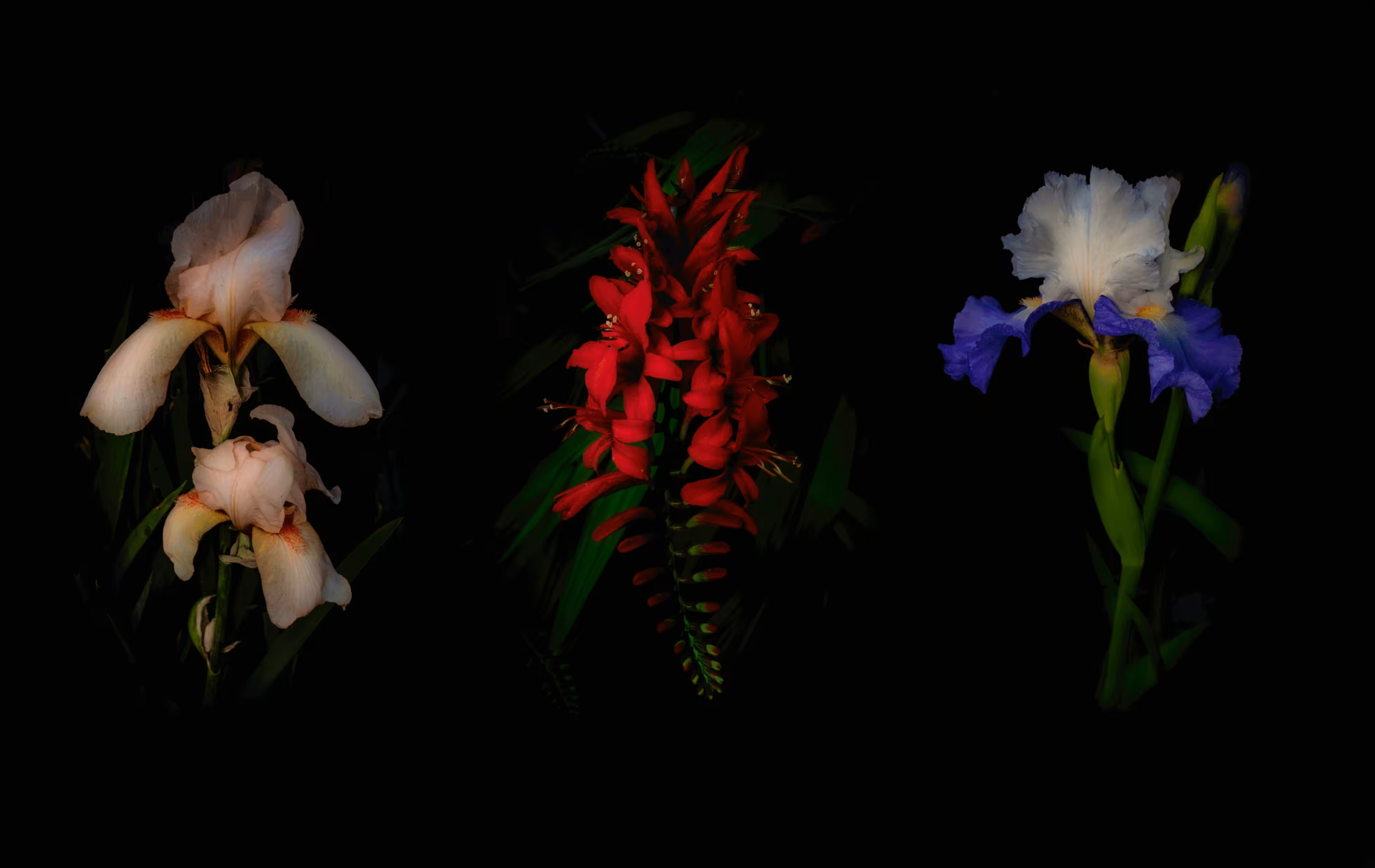 First Vogue Triptych
