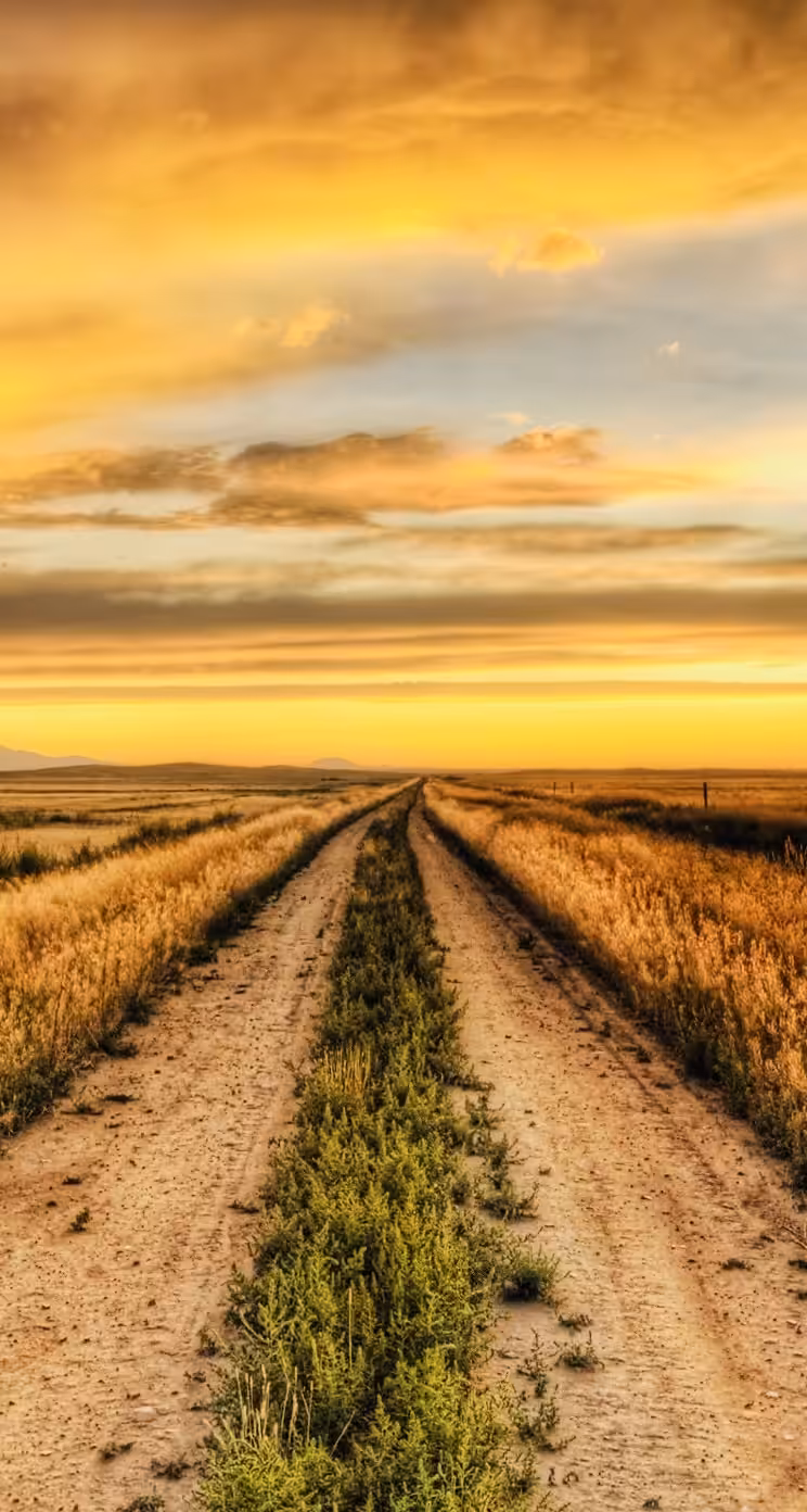 Golden Horizon: A Road Through the Fields at Sunset