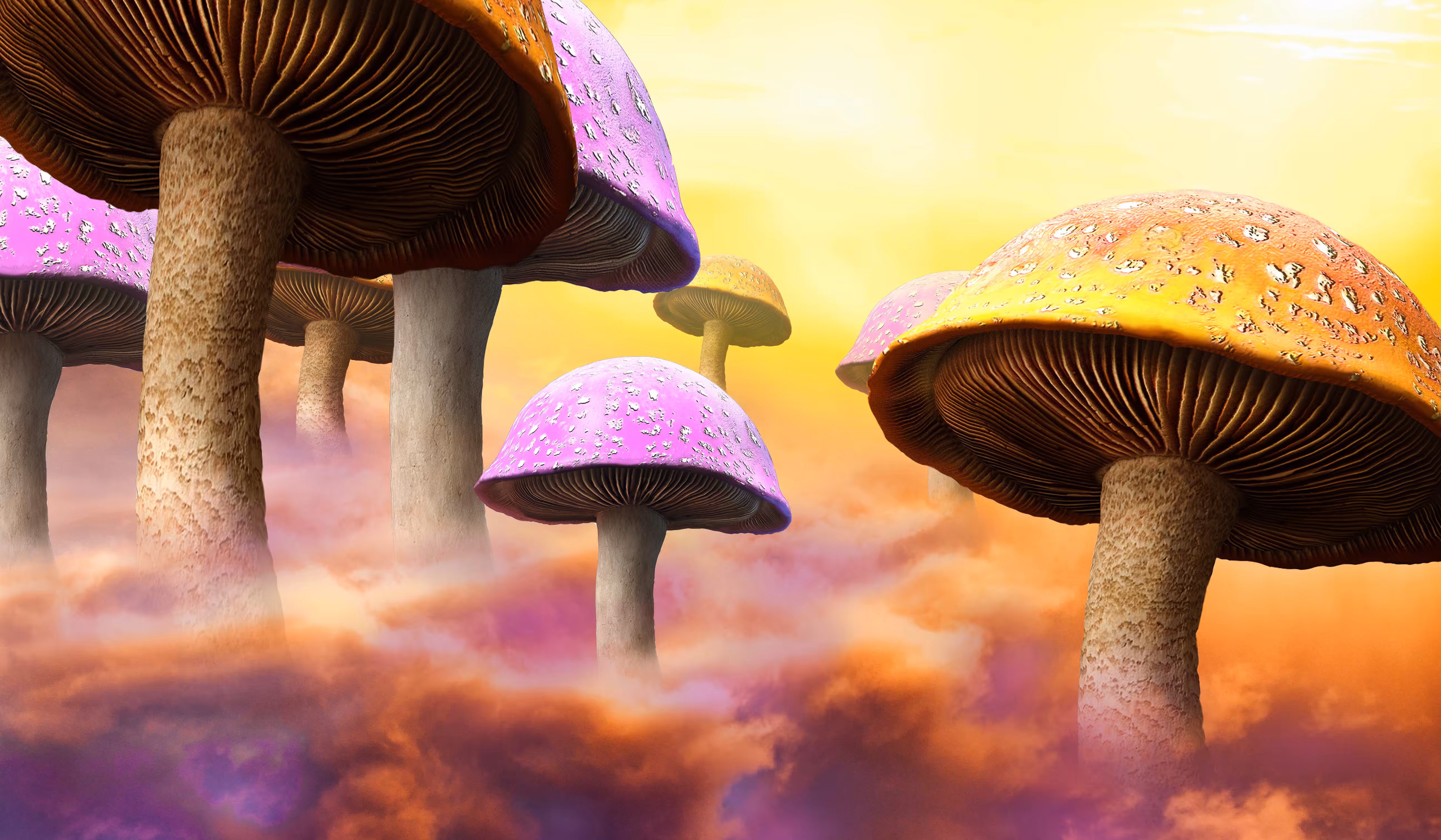 Shroom Heaven