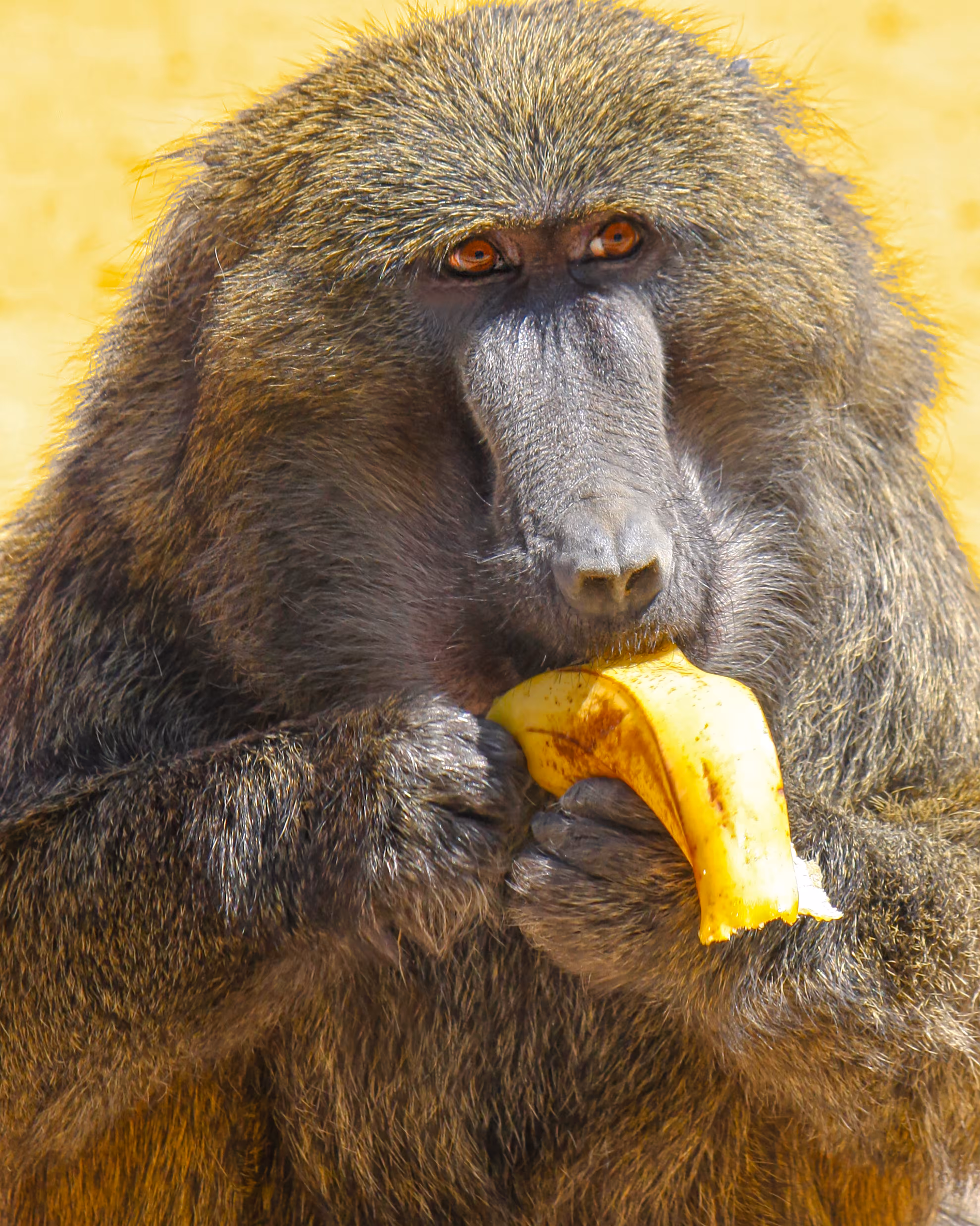 Baboon with Banana