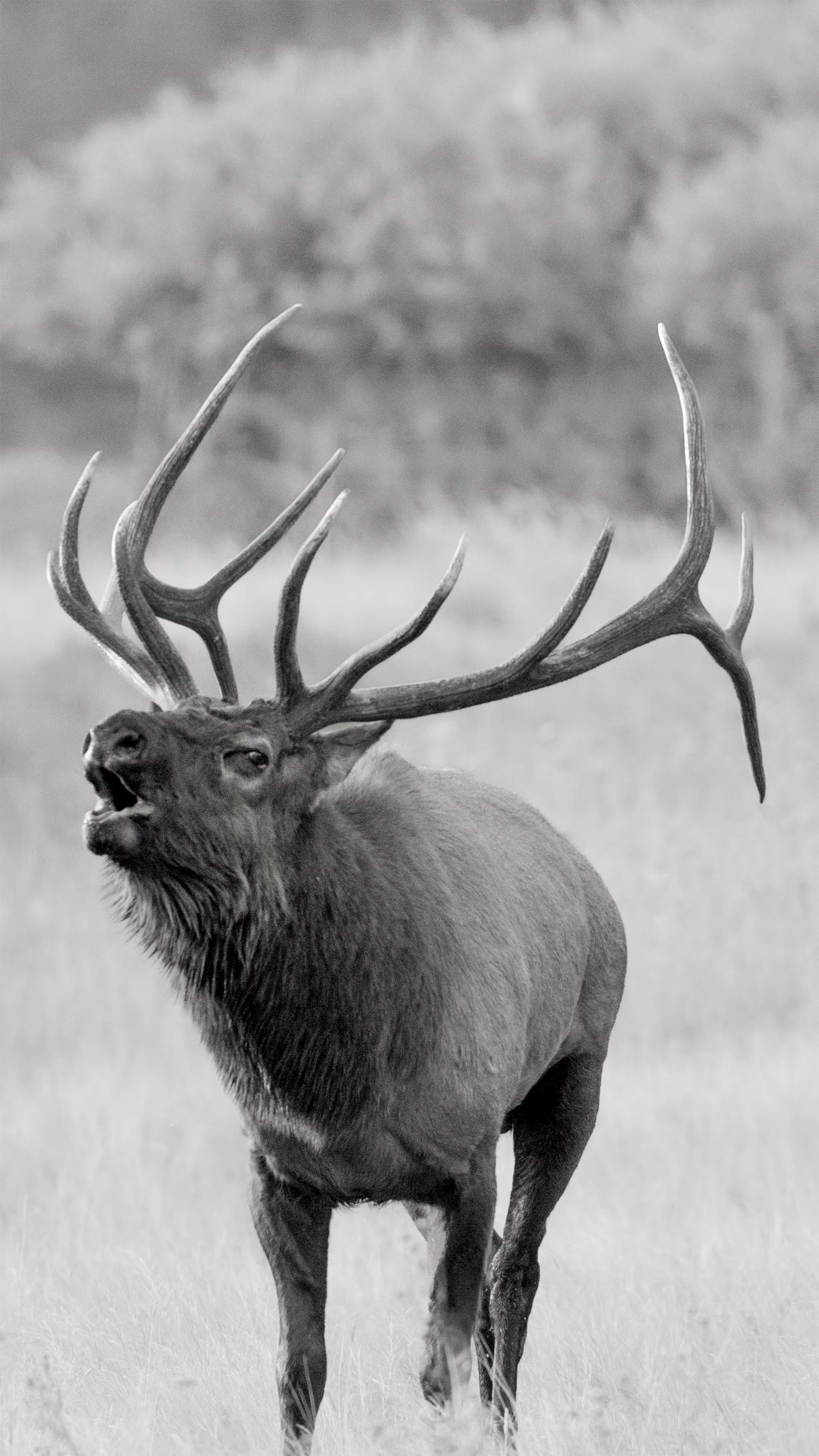 Sound of the Wild