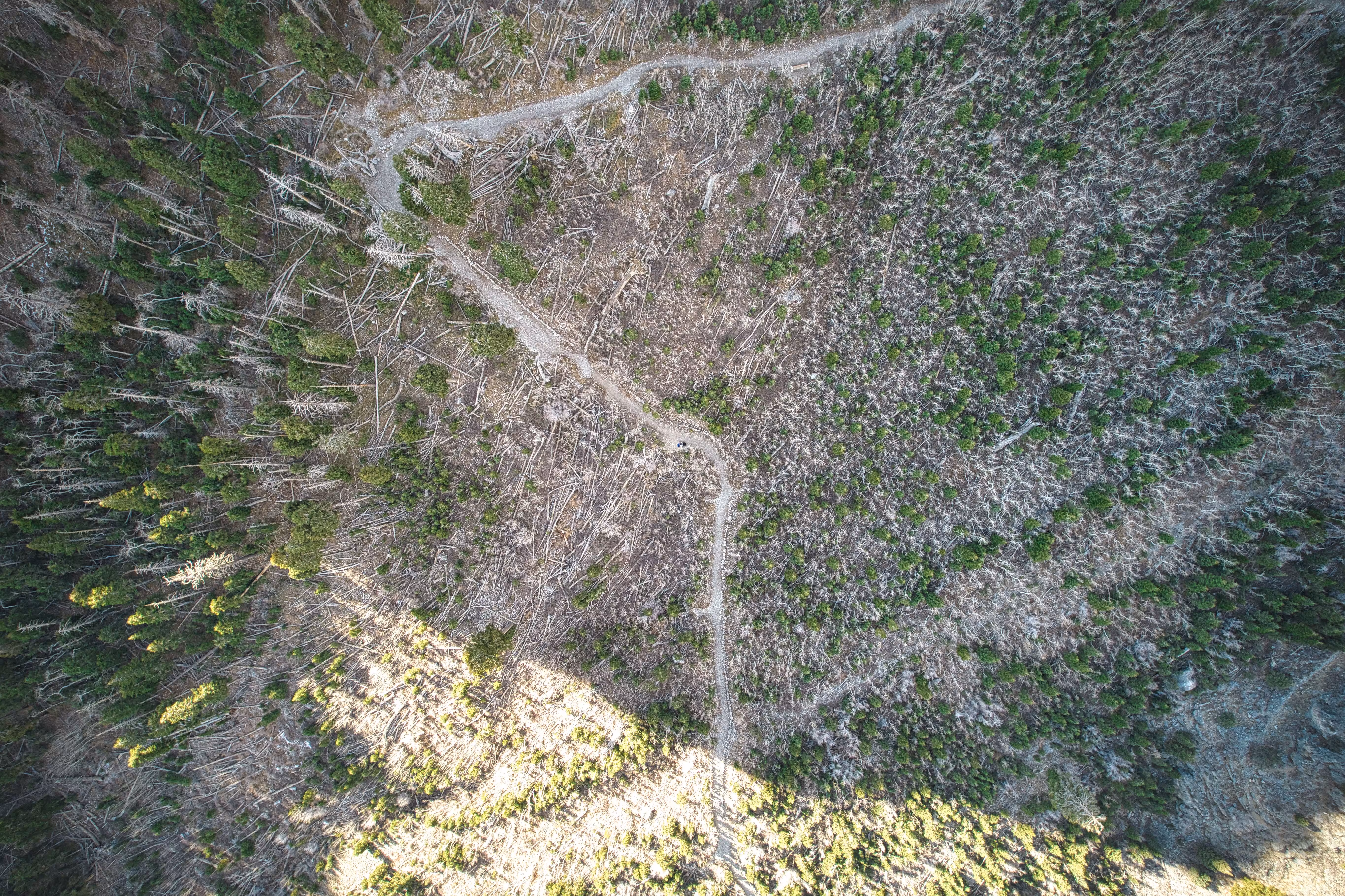 Roads and Trails #1