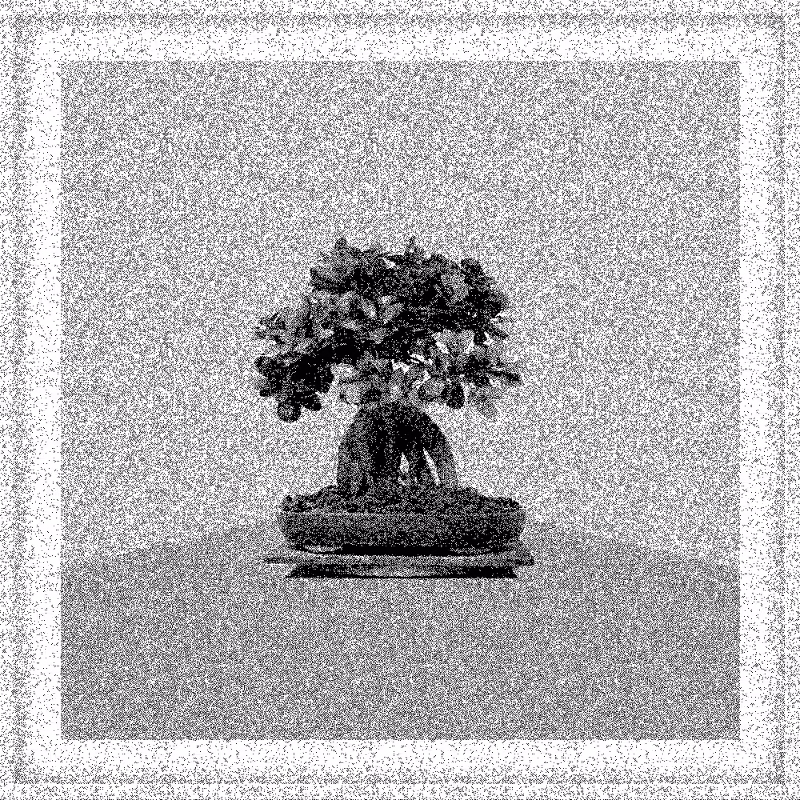 Bonsai Bonanza #231